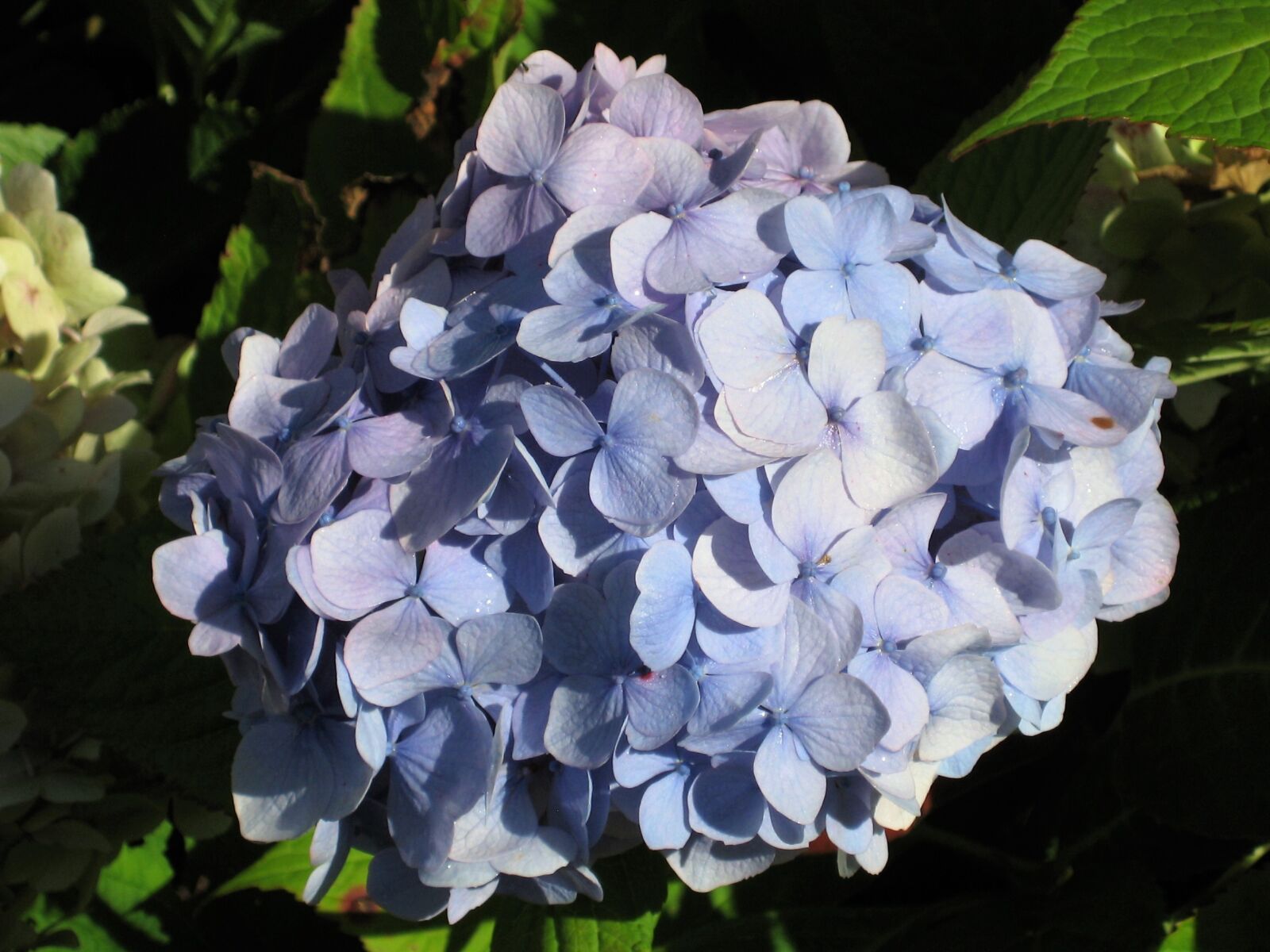 Canon DIGITAL IXUS 75 sample photo. Flower, blue, nature photography