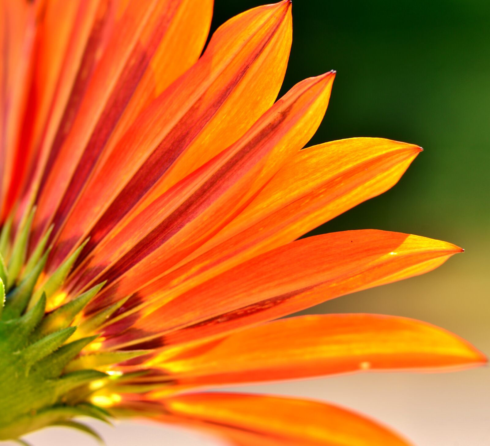 Nikon D600 sample photo. Gazania, flower, orange photography