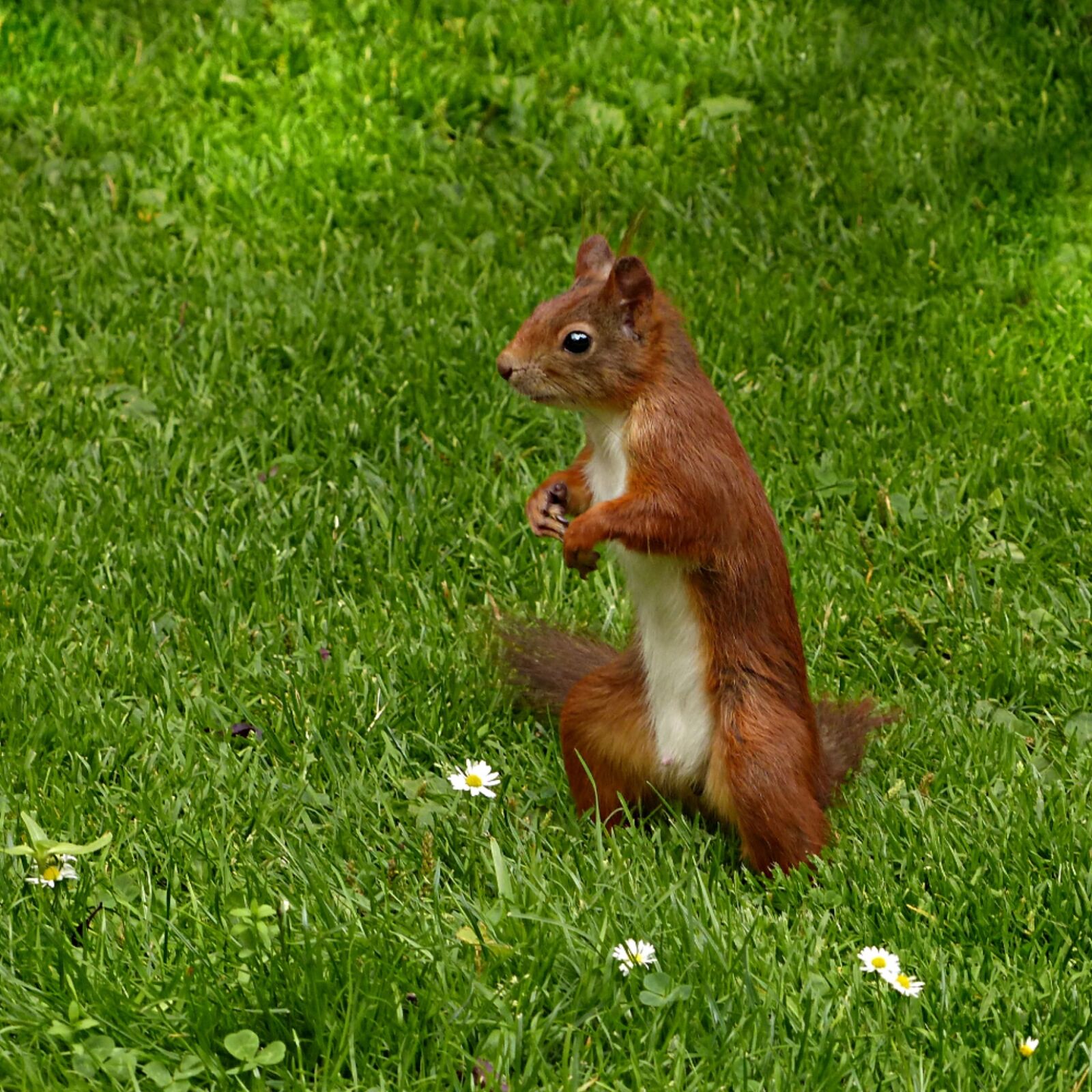 Panasonic Lumix DMC-FZ200 sample photo. Squirrel, sciurus vulgaris major photography