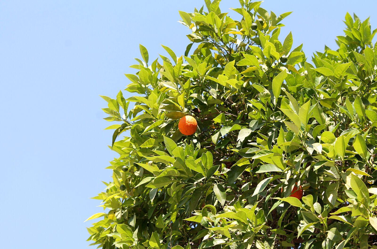 Canon EOS 1100D (EOS Rebel T3 / EOS Kiss X50) sample photo. Tangerine, mandarins, fruit trees photography