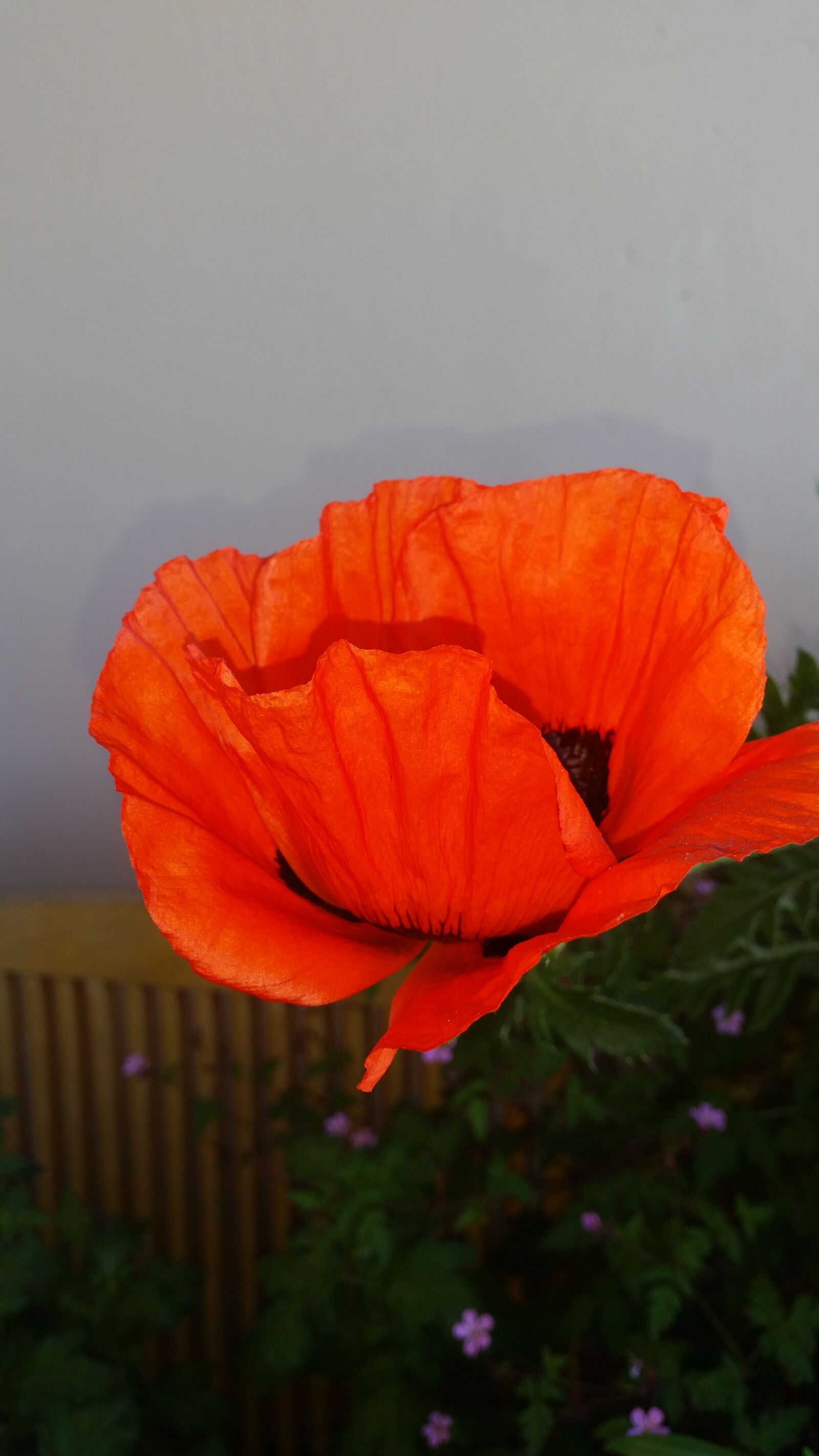 Samsung Galaxy S5 sample photo. Poppy, flower, nature photography