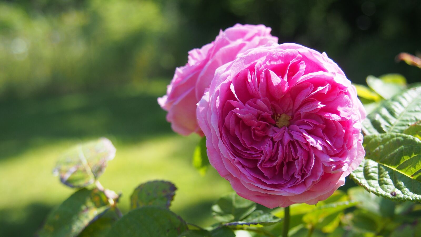 Olympus PEN E-PL6 sample photo. Flower, rosebush, provence photography