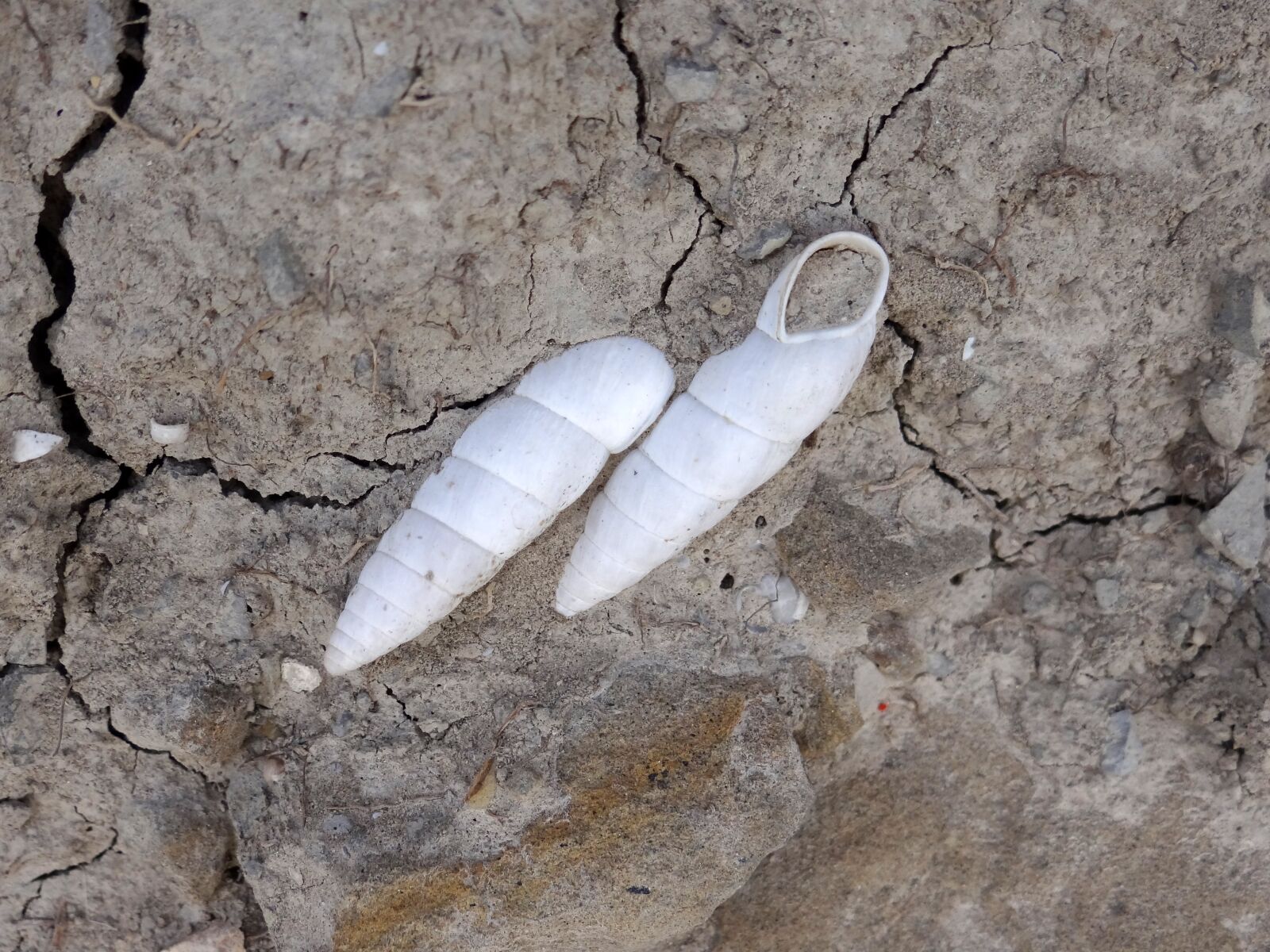 Sony Cyber-shot DSC-HX100V sample photo. Pupae, shells, larvae photography