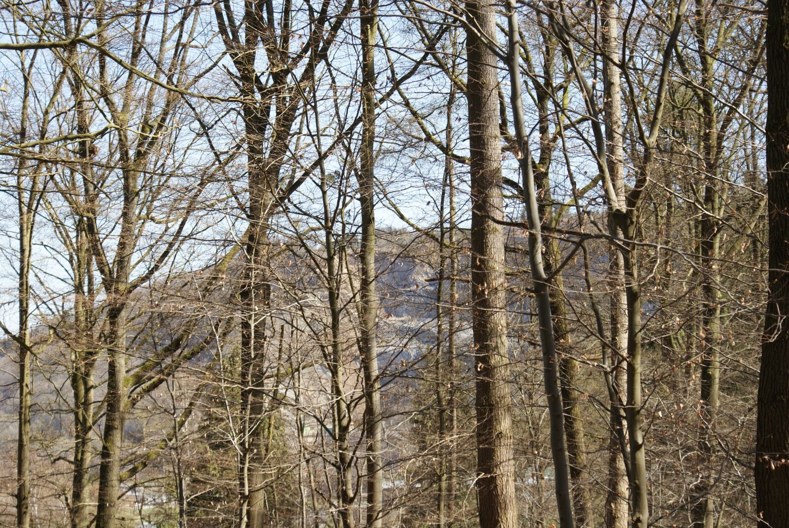 Sony Alpha DSLR-A200 sample photo. Trees, nature forest, coniferous photography
