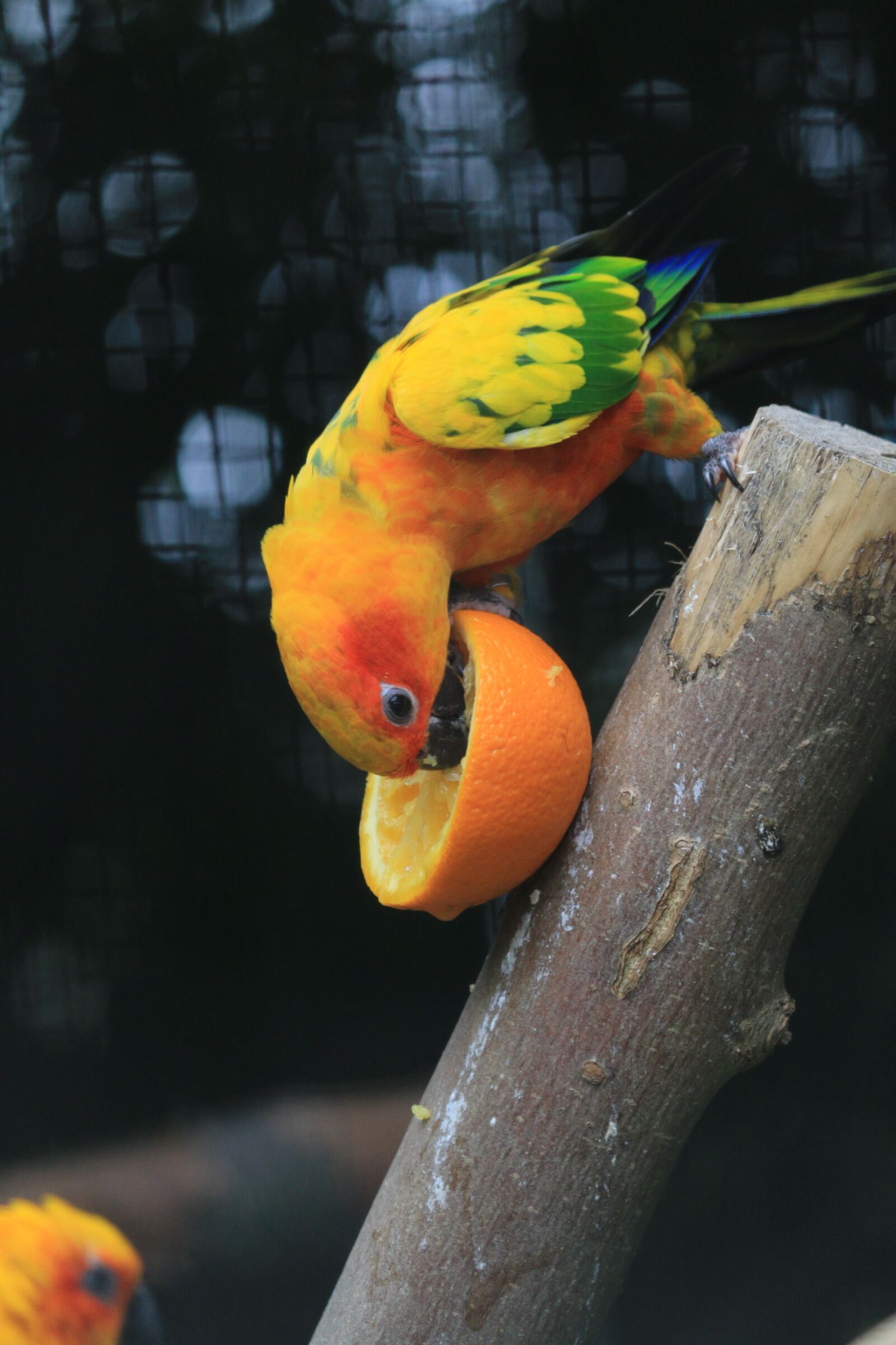 Canon EOS 70D sample photo. Parakeet, bird, plumage photography