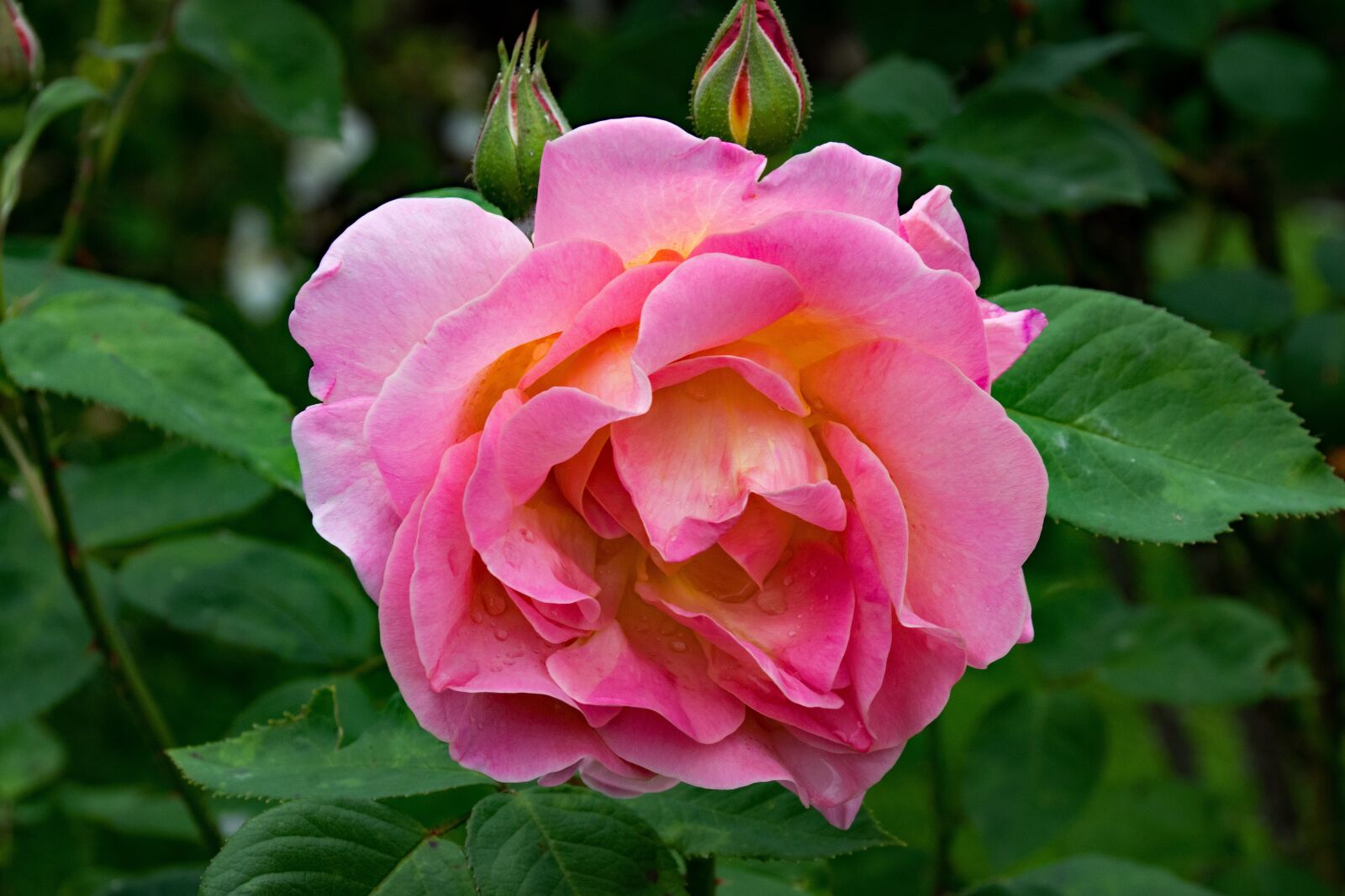 Nikon D5300 sample photo. Rose, dr, eckener photography