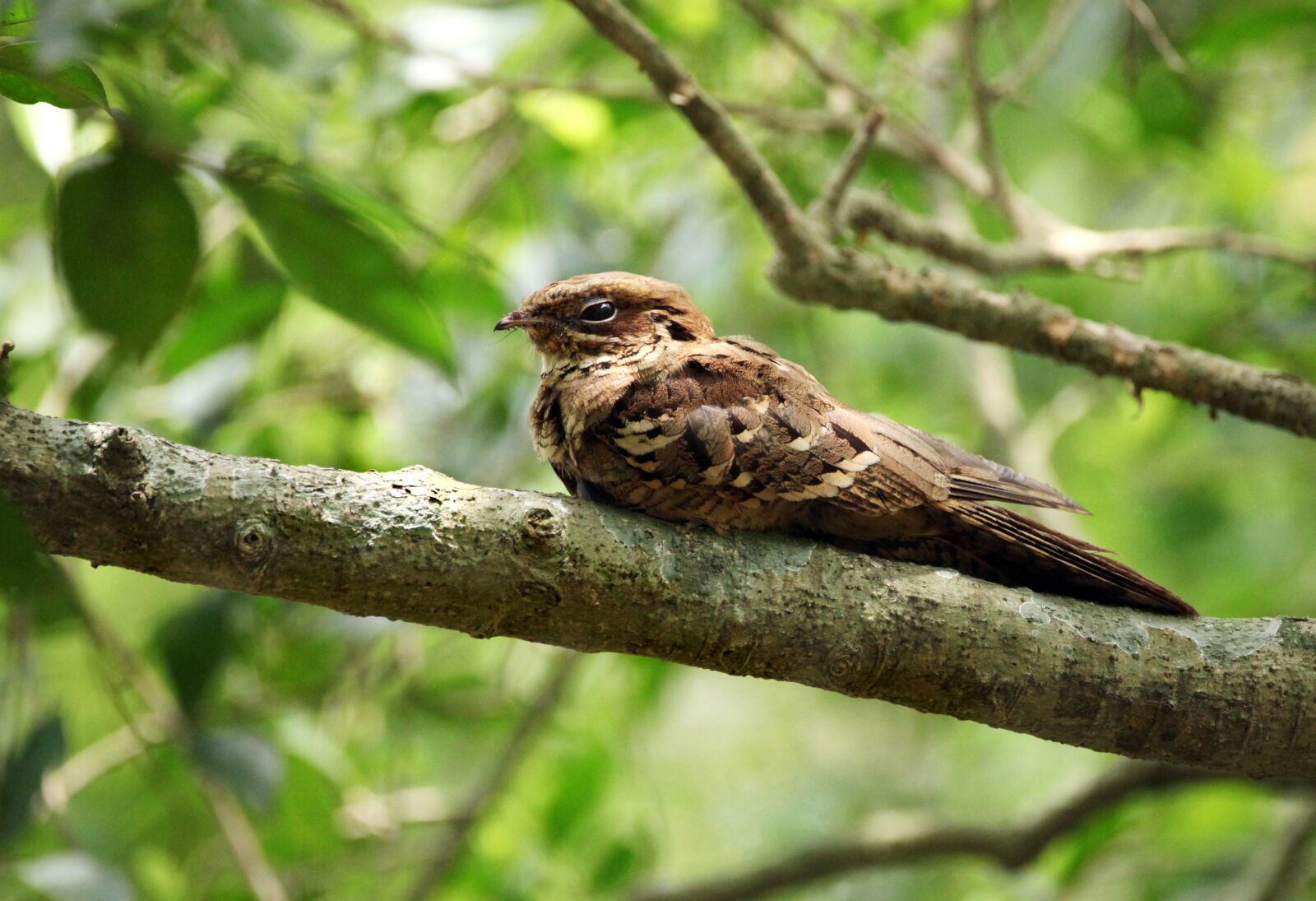 Canon EOS 5D Mark II sample photo. Bird, mother, needs photography