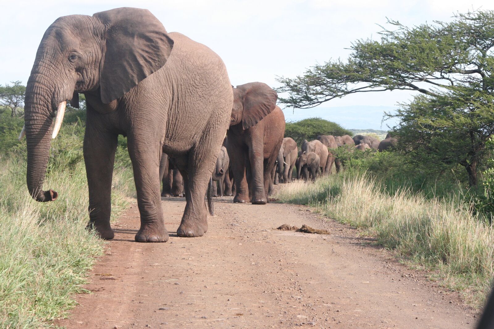 Canon EOS 350D (EOS Digital Rebel XT / EOS Kiss Digital N) sample photo. Elephant, elephants, herd photography
