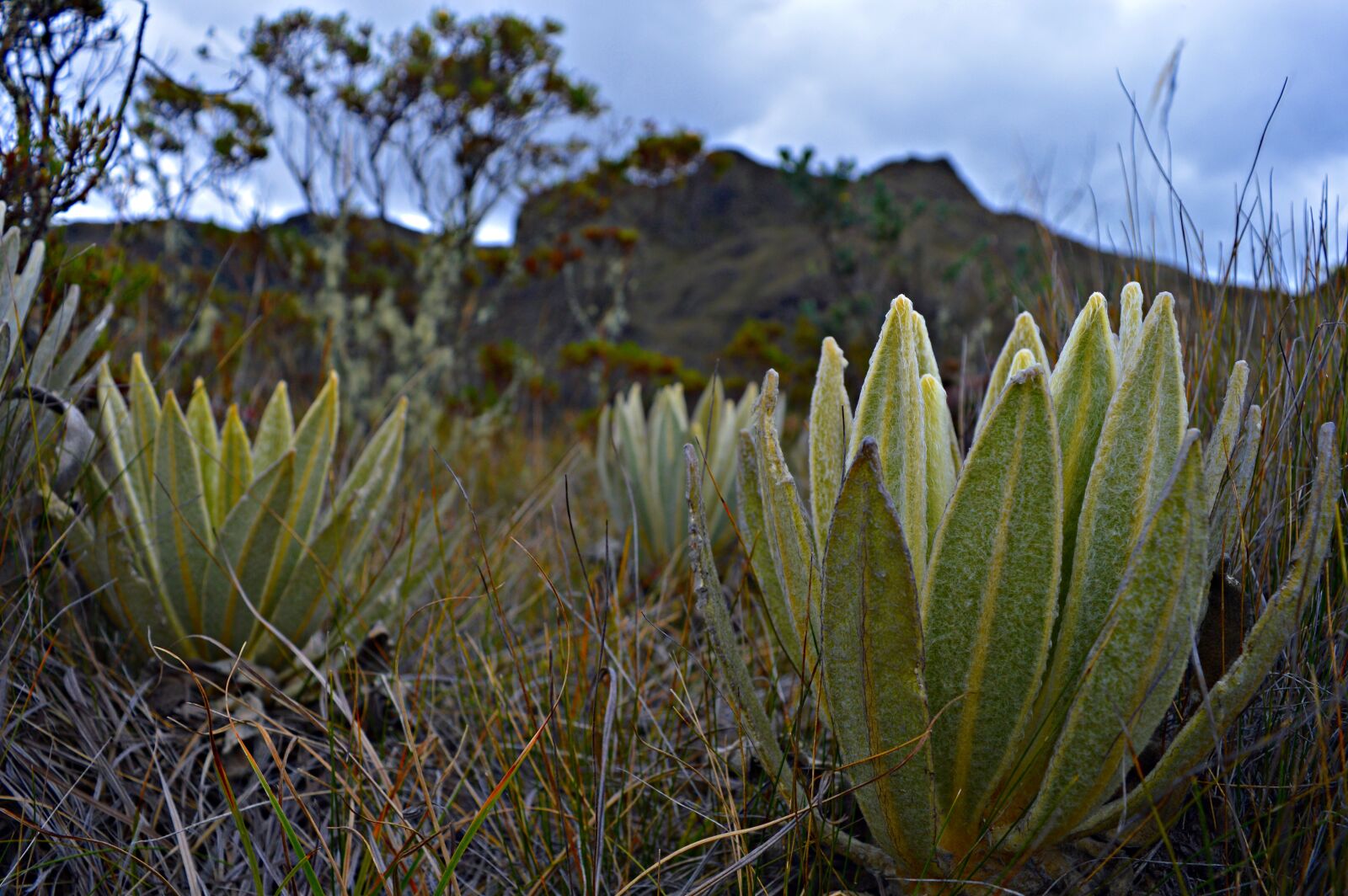 Nikon D3200 sample photo. Paramo, frailejon, cold photography