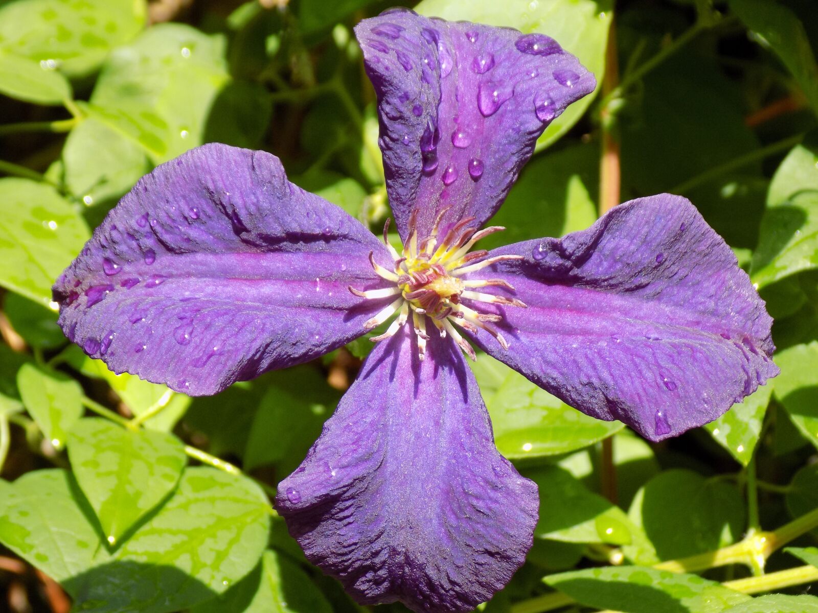 Nikon COOLPIX L340 sample photo. Clematis, ranunculaceae, violet photography