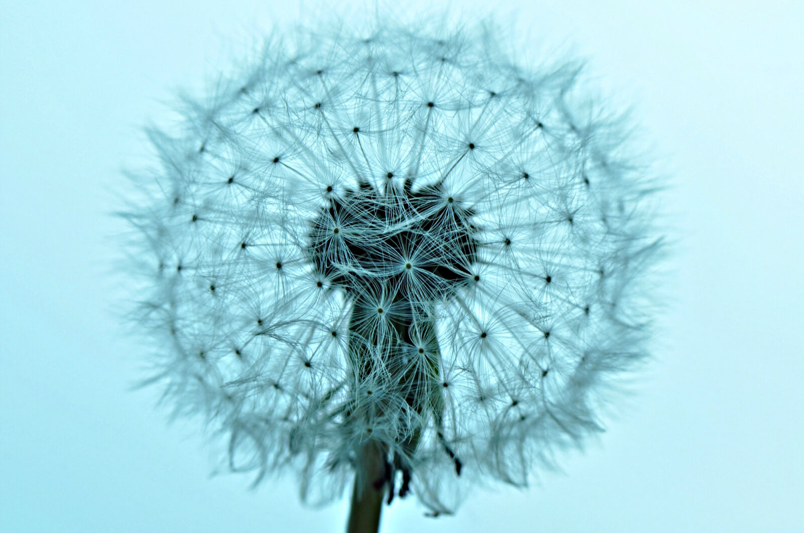 Nikon D90 sample photo. Dandelion, dandelion, puffball, fluffy photography