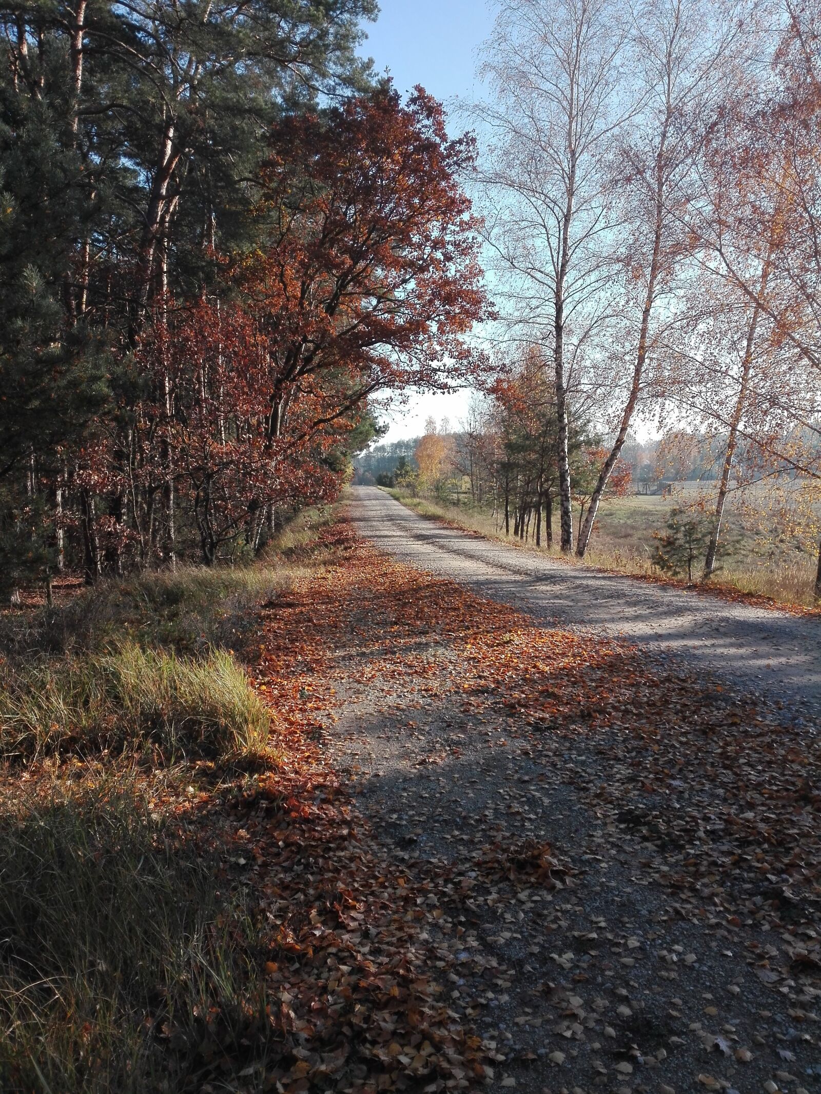 HUAWEI P8 Lite sample photo. Autumn, forest, way photography