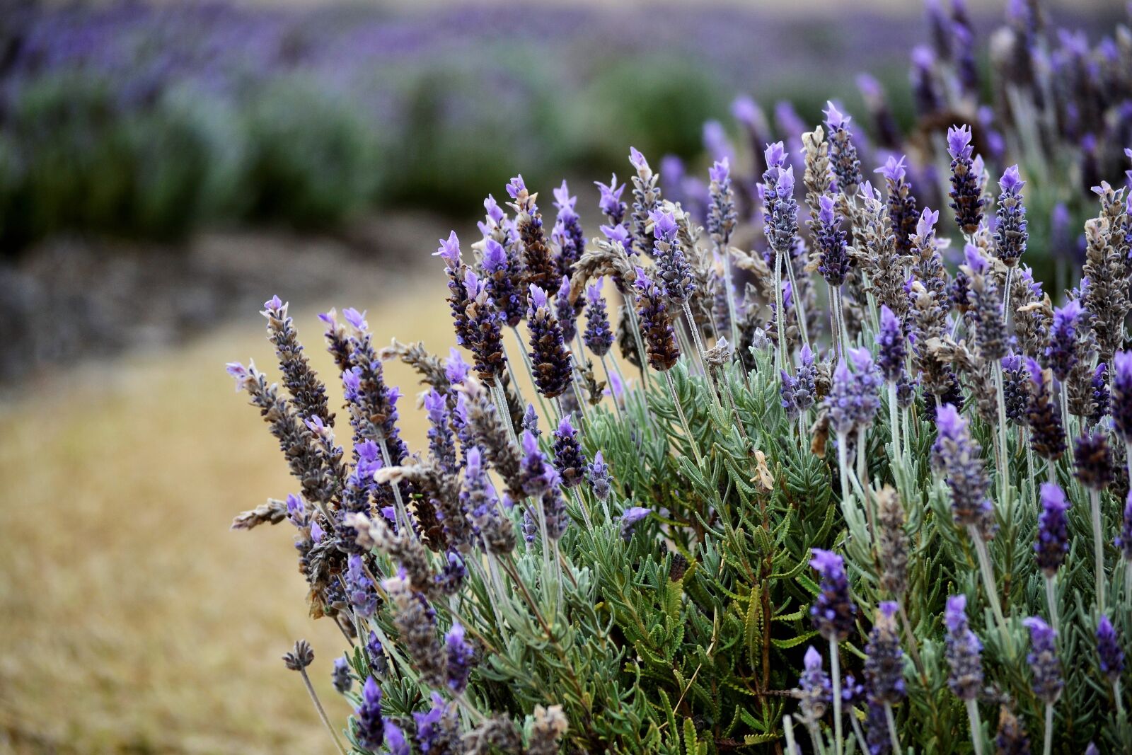 Nikon D3100 sample photo. Lavender, cool, plaid photography