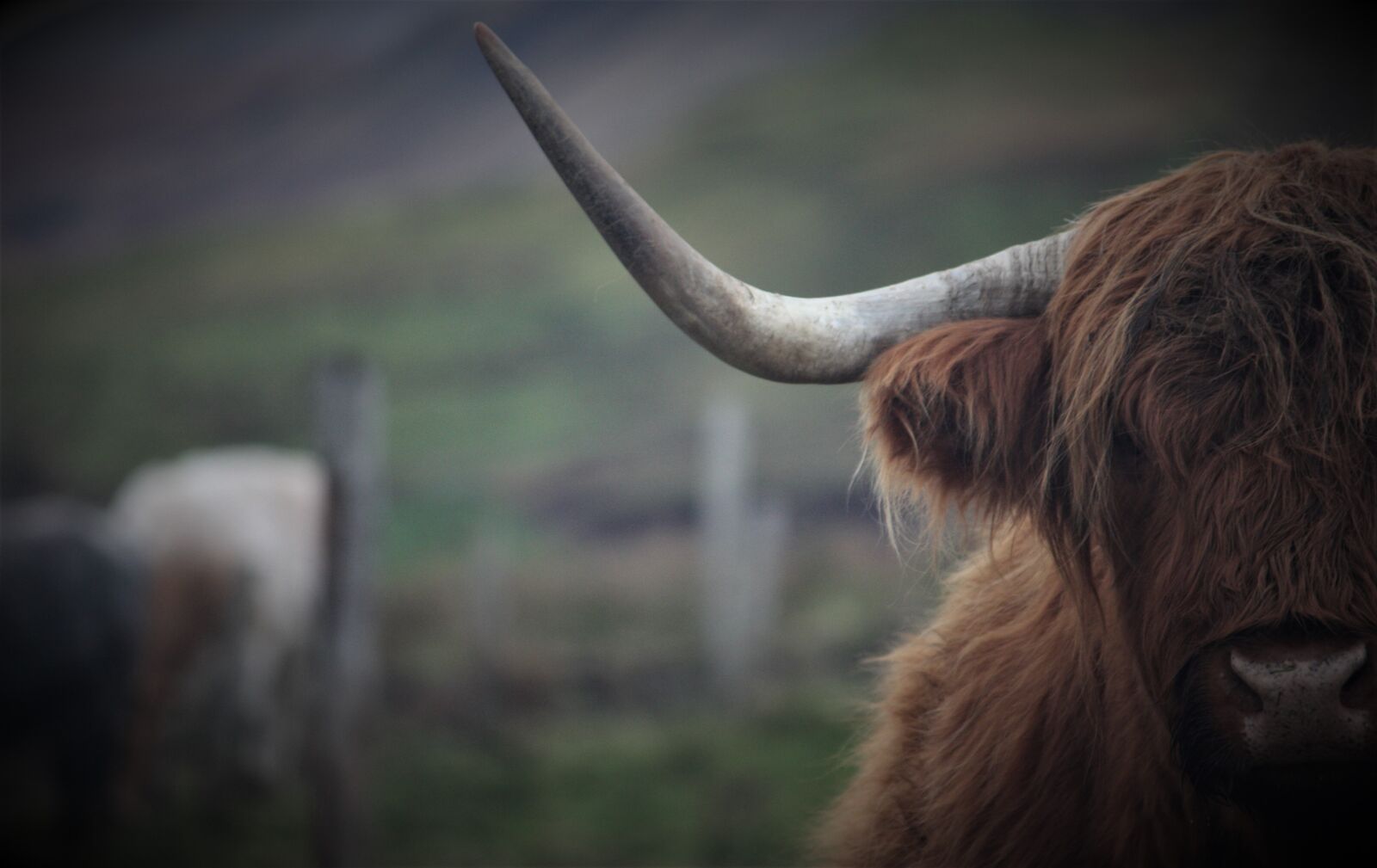 Canon EOS 450D (EOS Rebel XSi / EOS Kiss X2) sample photo. Highland cattle, scotland, cow photography