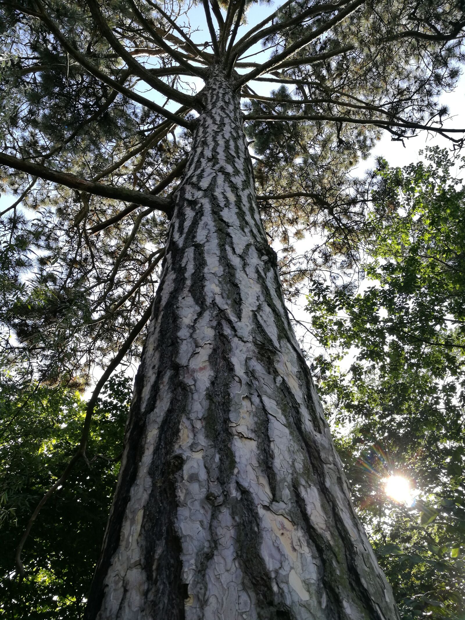 HUAWEI P9 sample photo. Pine, nature, plant photography