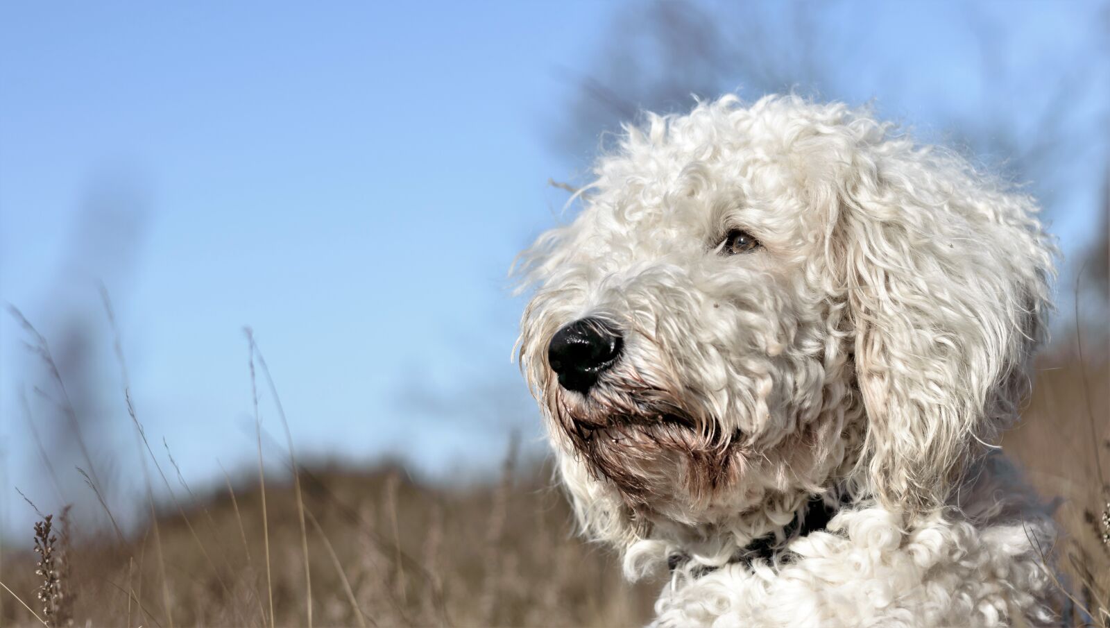 Nikon D3200 sample photo. Goldendoodle, dog, hybrid photography