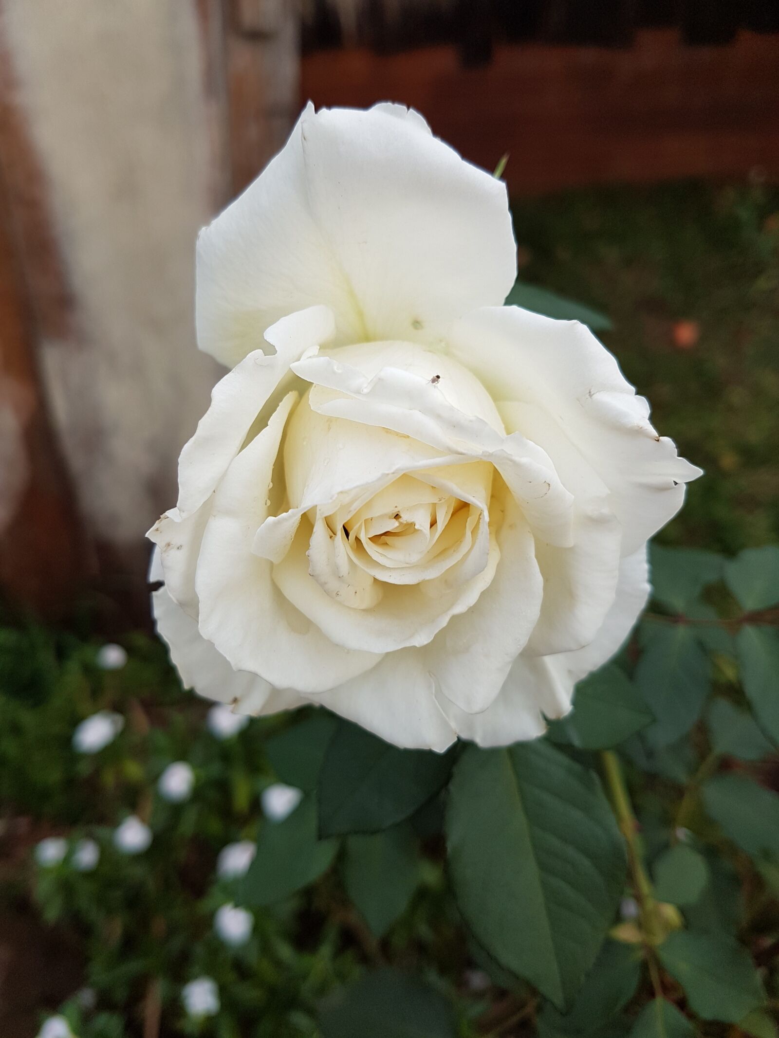 Samsung Galaxy S7 Edge sample photo. Rosa, flowers, rustic photography