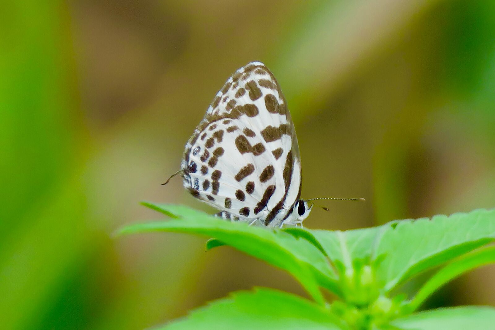 Canon PowerShot G3 X sample photo. Butterfly, quentin chong, plant photography