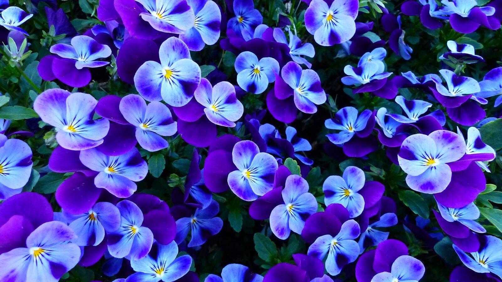 Panasonic Lumix DMC-FZ200 sample photo. Flower, garden, plant photography