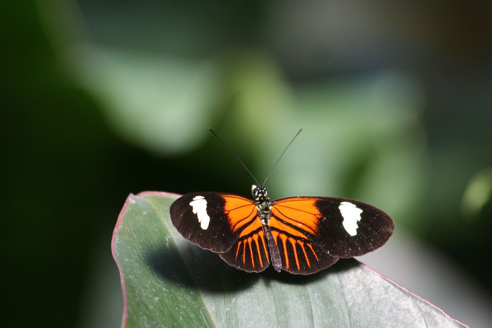 Canon EOS 350D (EOS Digital Rebel XT / EOS Kiss Digital N) sample photo. Insect, butterfly, nature photography