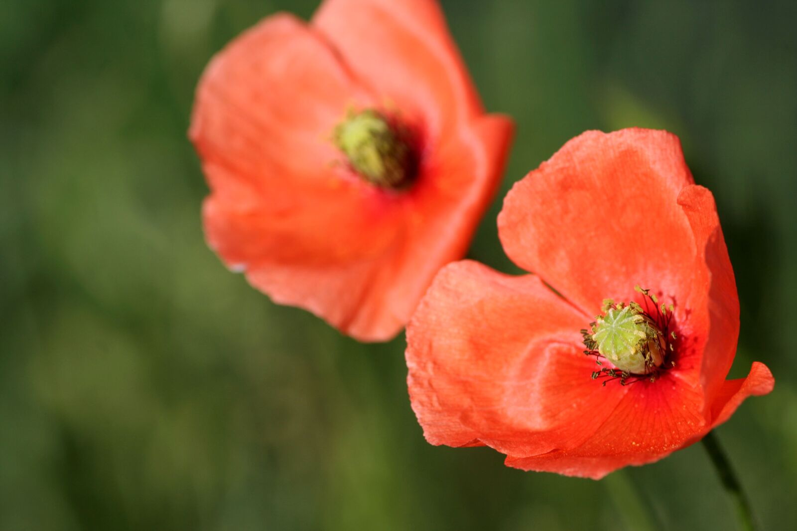 Canon EOS 350D (EOS Digital Rebel XT / EOS Kiss Digital N) sample photo. Flower, nature, poppy photography
