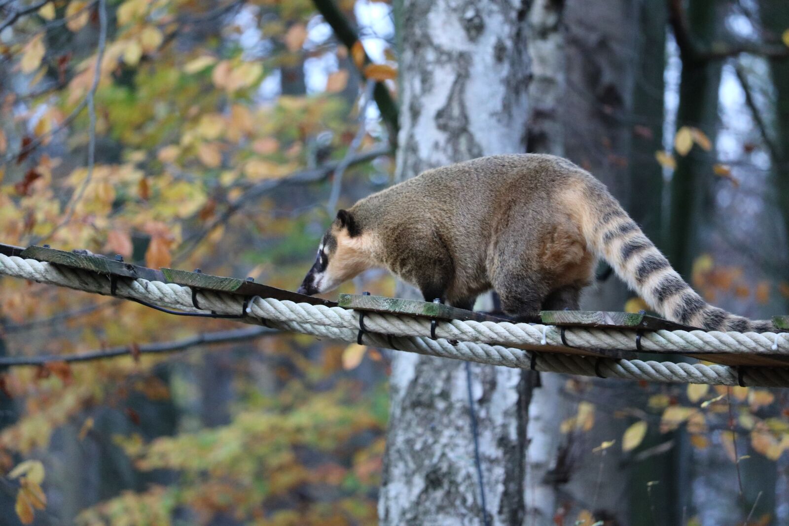 Canon EOS 760D (EOS Rebel T6s / EOS 8000D) sample photo. Coati, zoo, animal photography