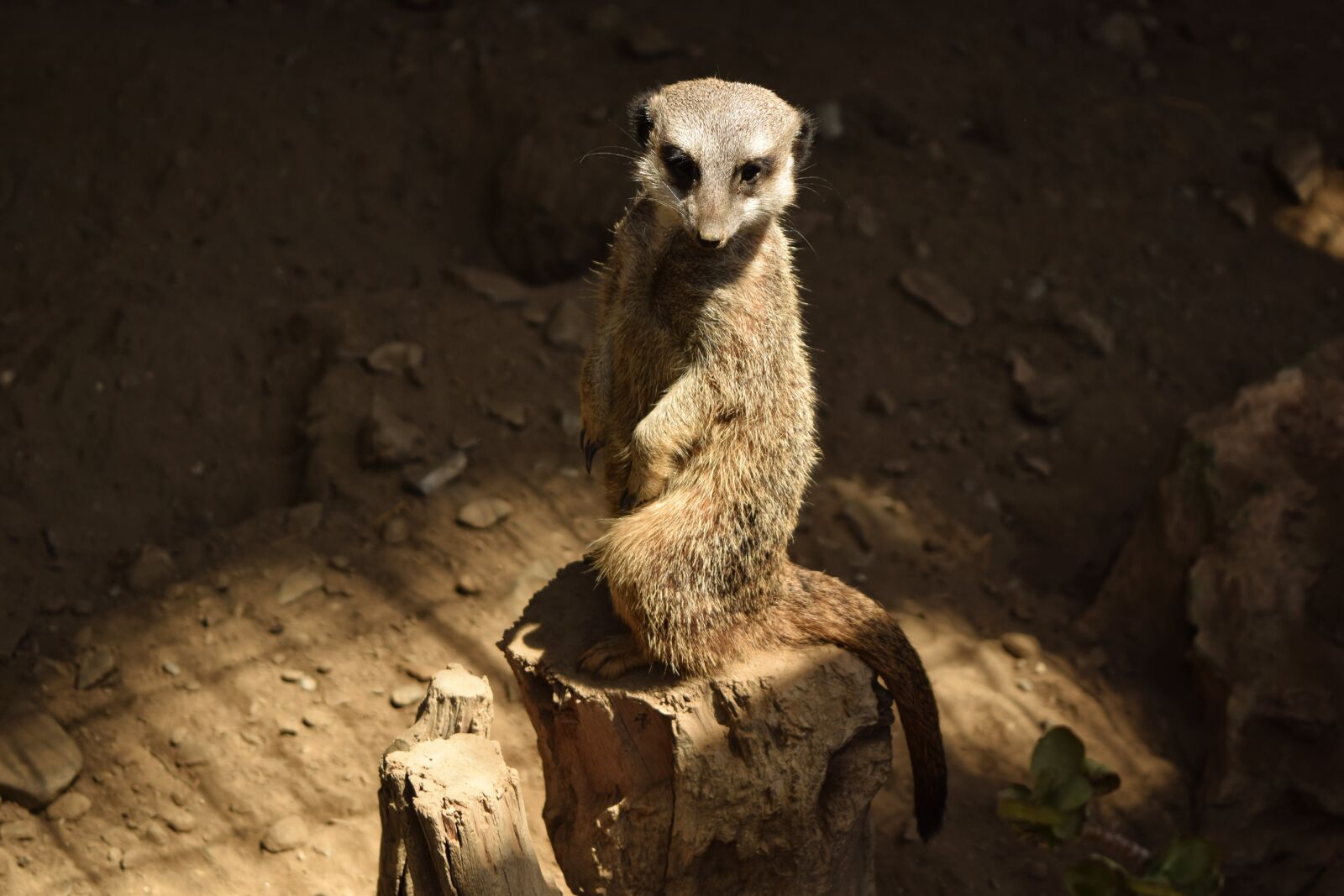 Nikon D3300 sample photo. Animal, rodent, hairy photography