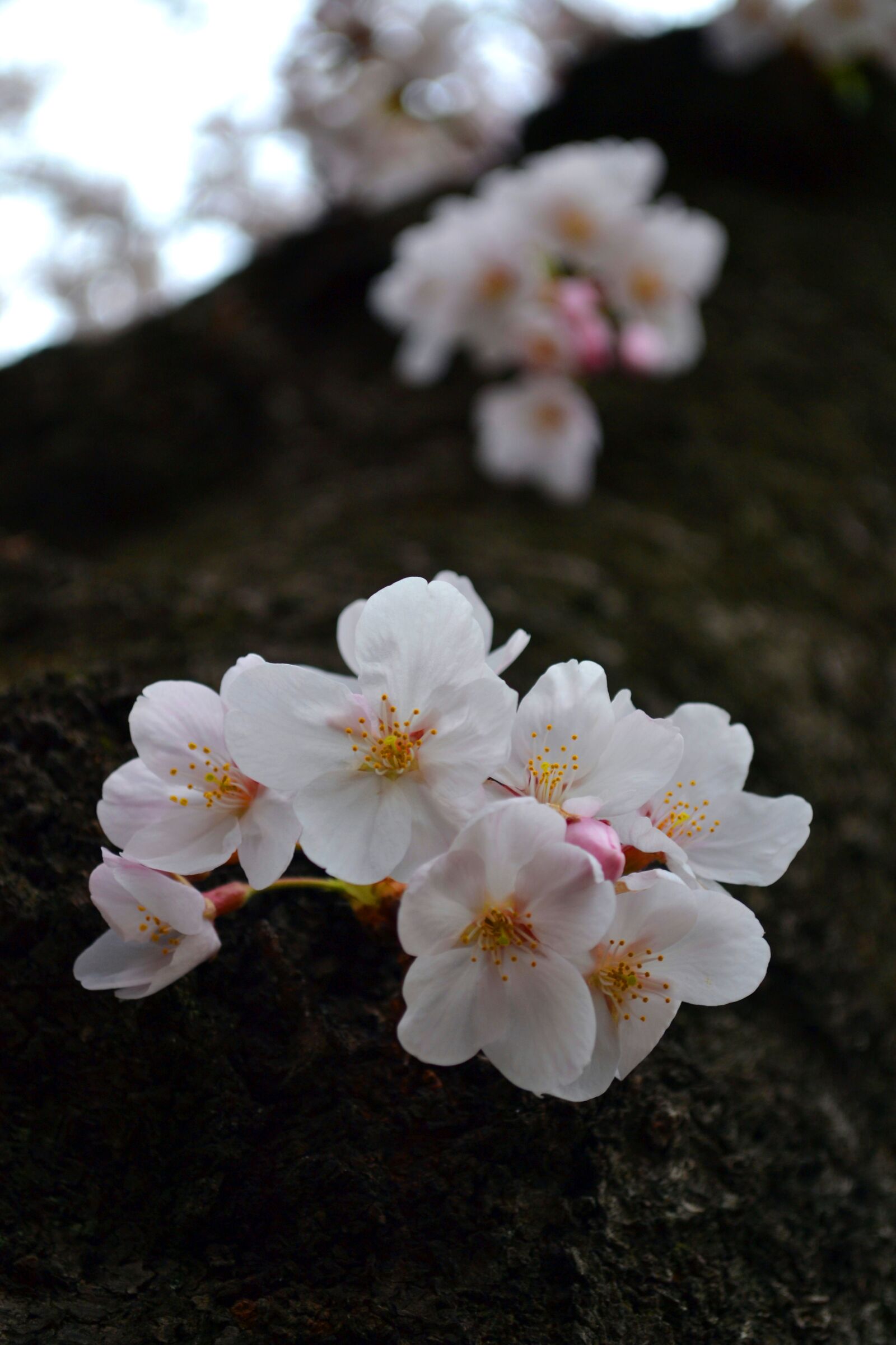 Nikon D3100 sample photo. Flower, sakura, japan photography
