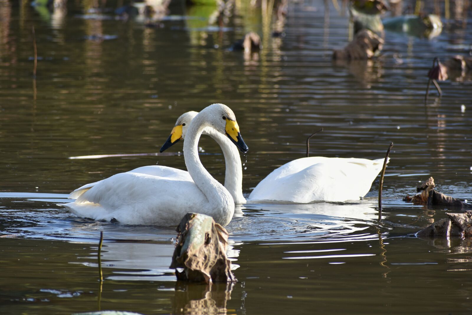 Nikon D7200 sample photo. Animal, lake, waterside photography