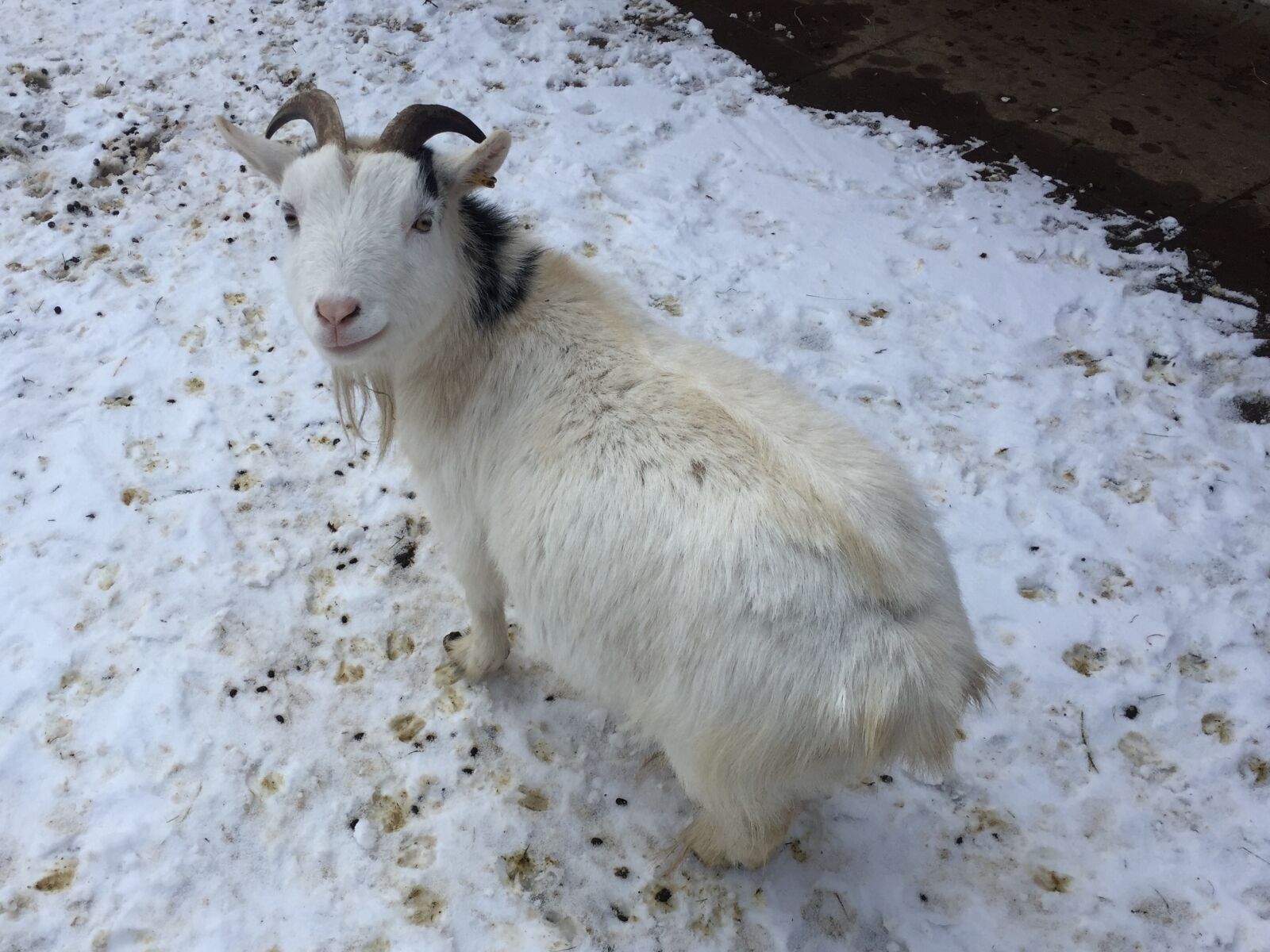 Apple iPhone 6 sample photo. Goat, farm, pet photography