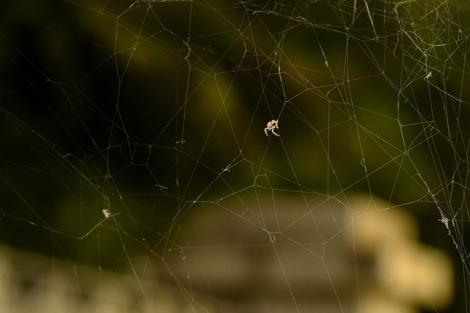 Nikon D5500 sample photo. Insect, nature, spiderweb, cobweb photography
