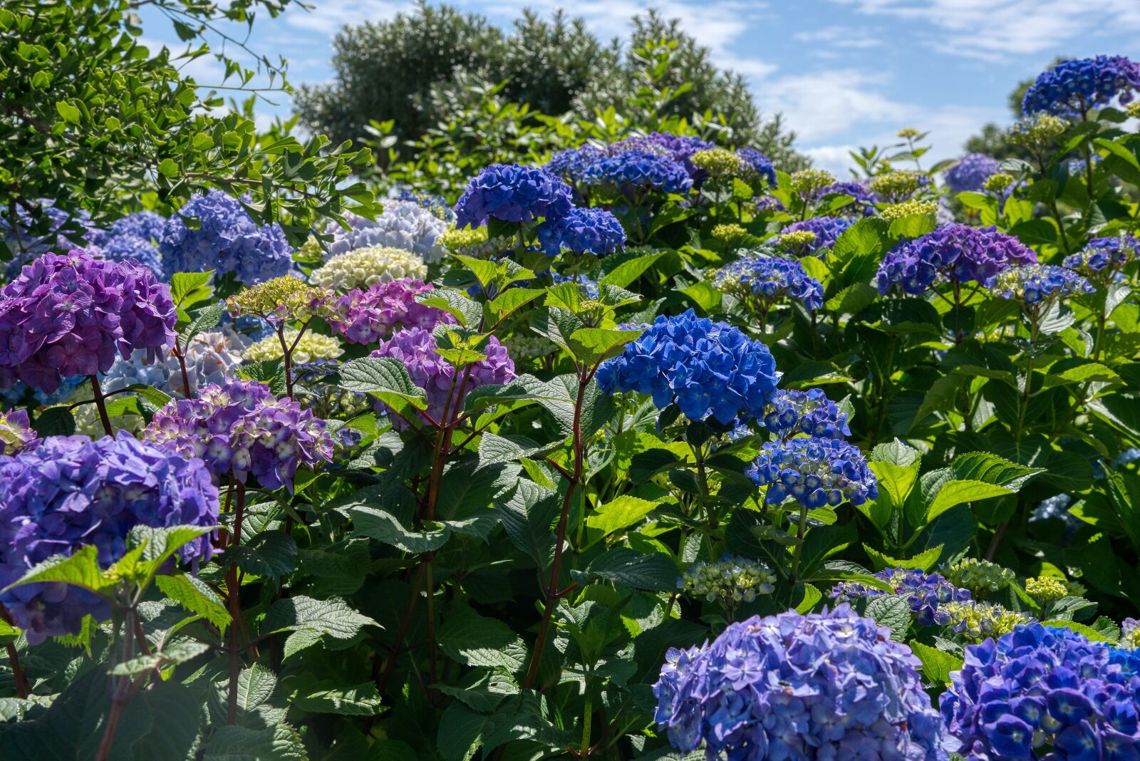 Nikon D750 sample photo. Hydrangeas, hydrangea, hydrangeaceae photography