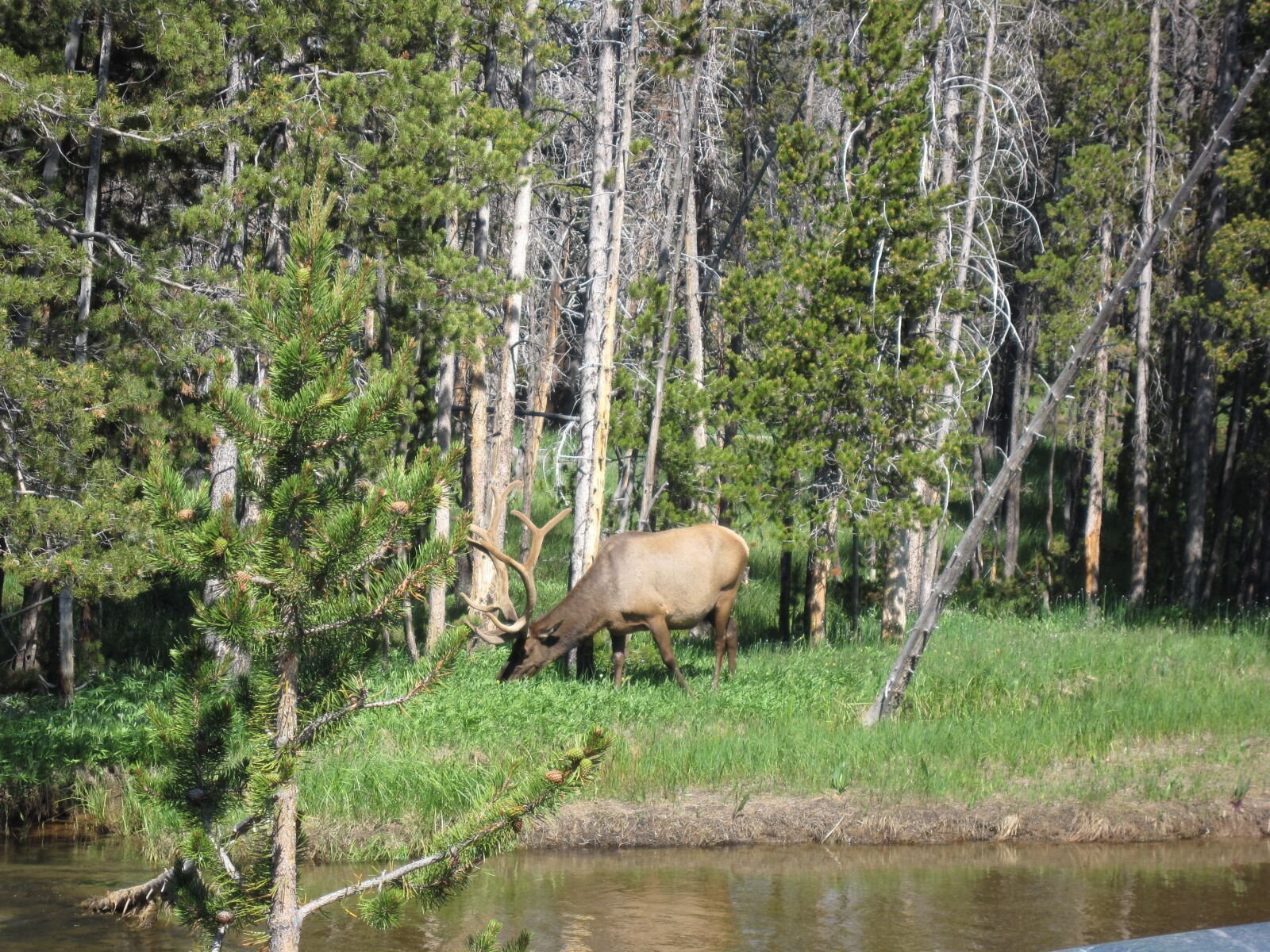 Canon PowerShot SD990 IS (Digital IXUS 980 IS / IXY Digital 3000 IS) sample photo. Elk, woods, animal photography