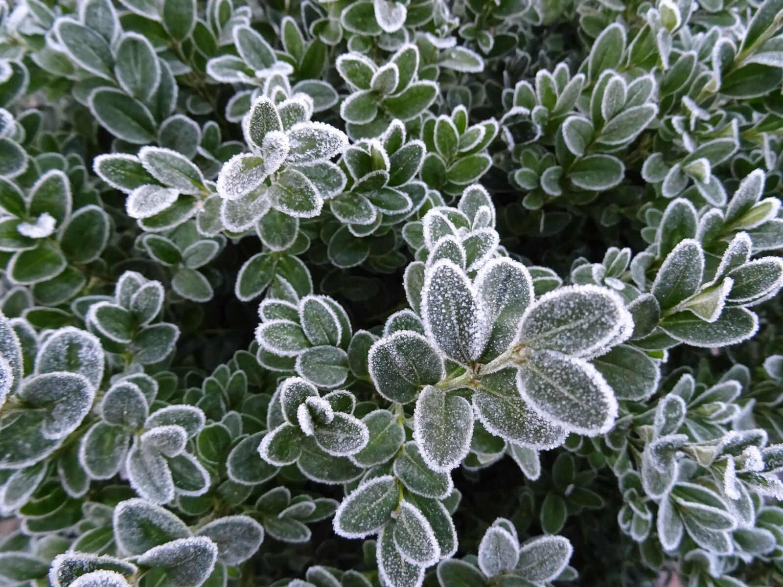 Sony DSC-HX60 sample photo. Frost, winter, nature photography