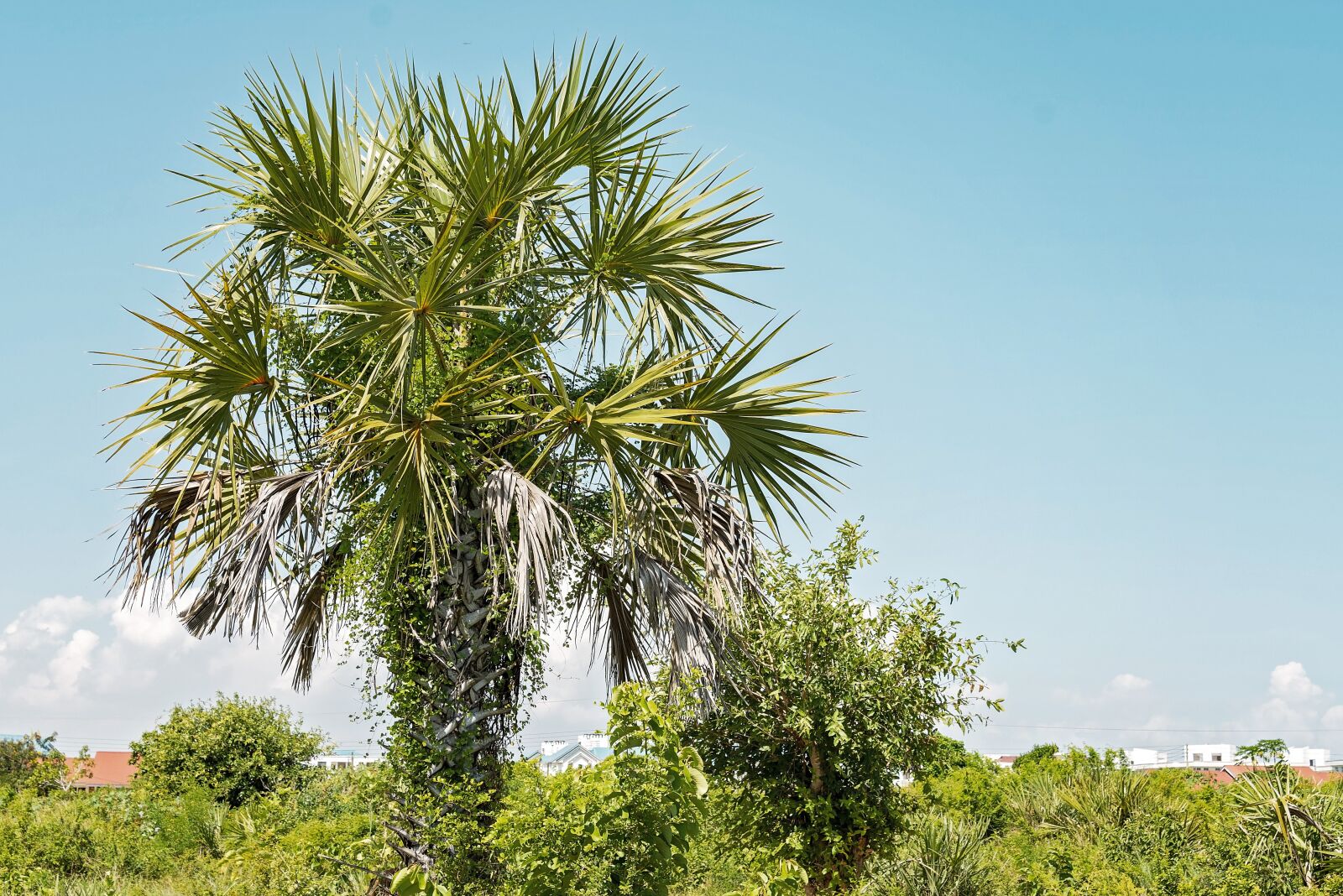Nikon D7100 sample photo. Palm, leaf, leaves photography