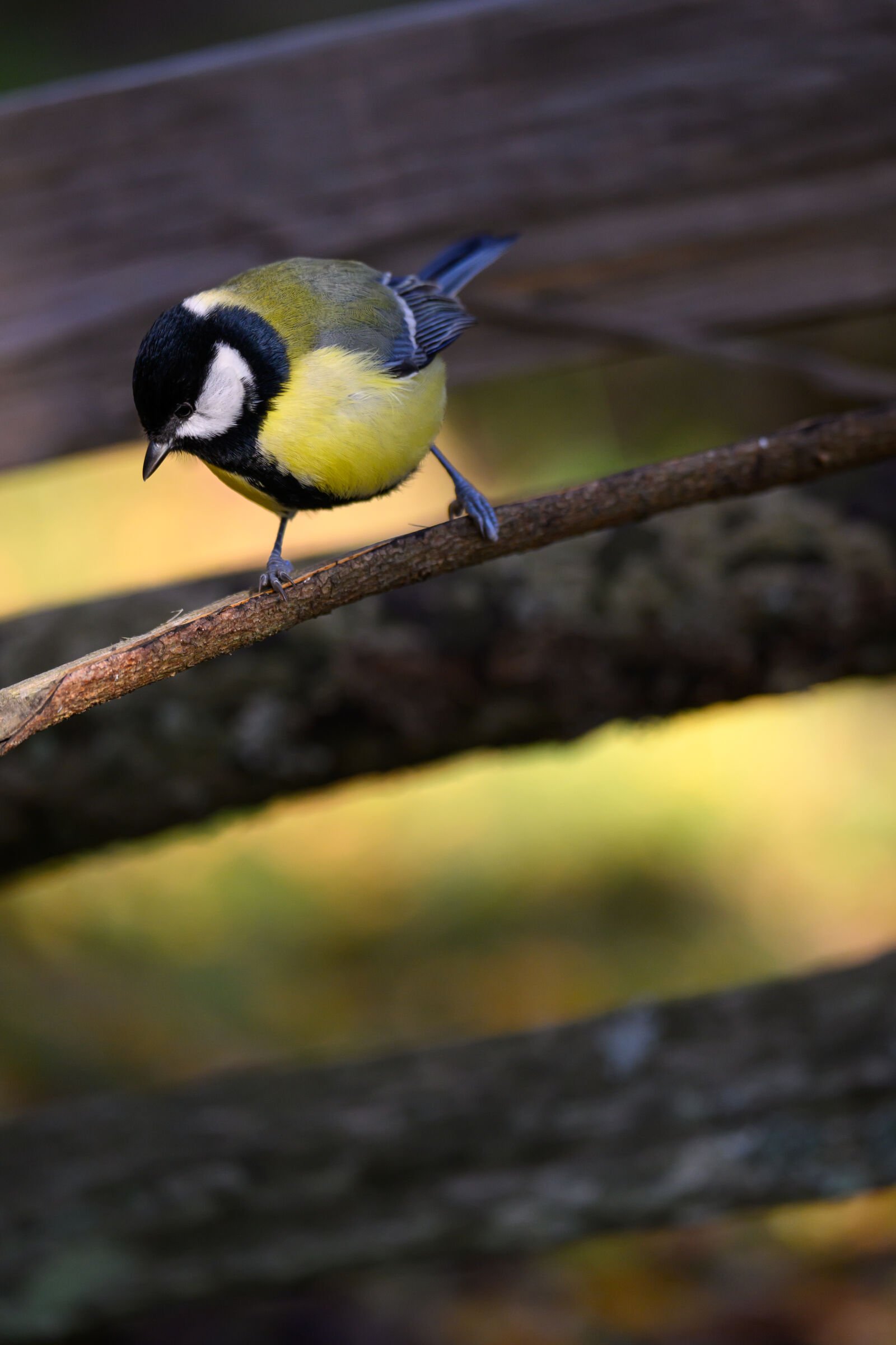 Nikon Z9 sample photo. Morning bird photography