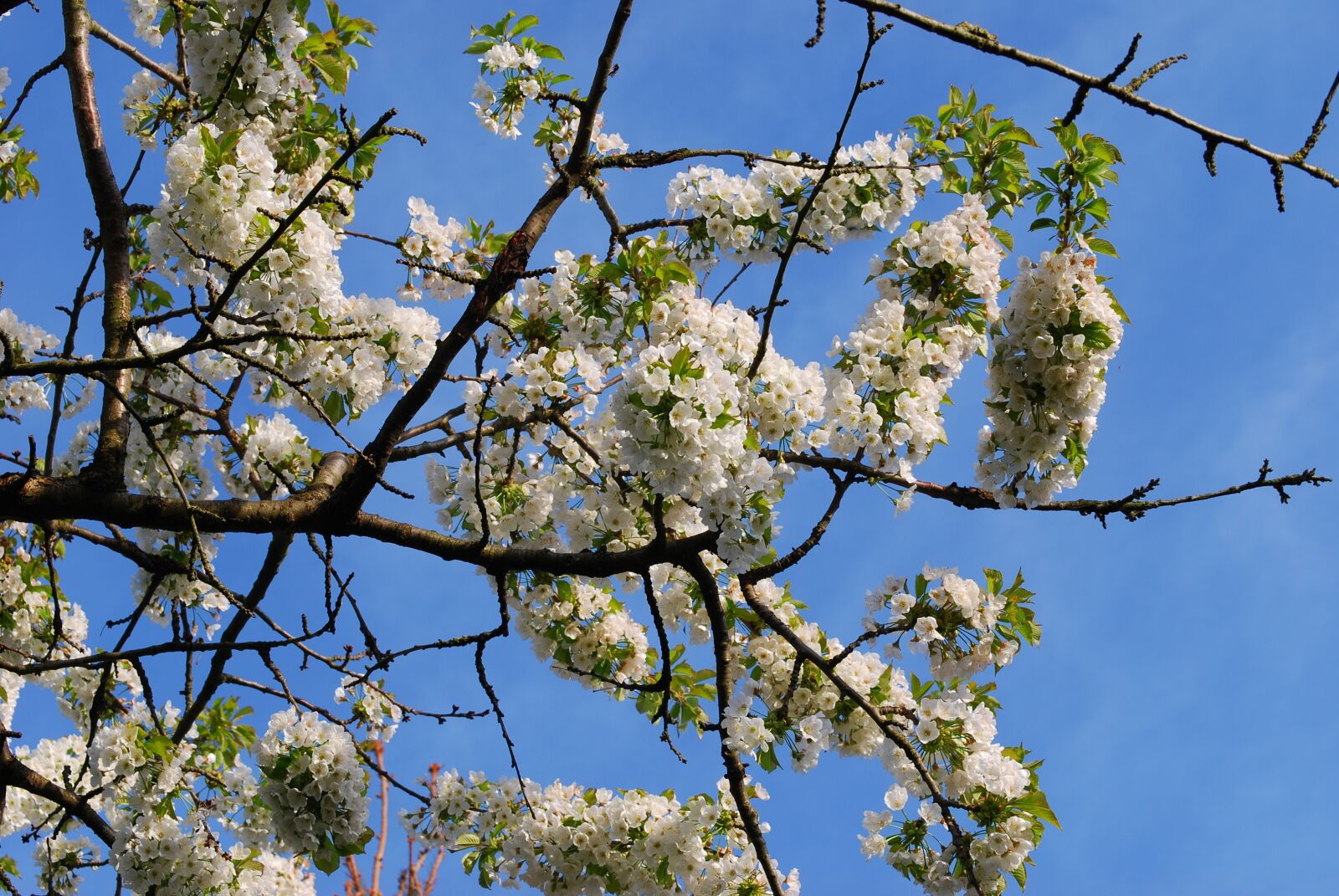 Nikon D80 sample photo. Cherry tree, blossom, bloom photography