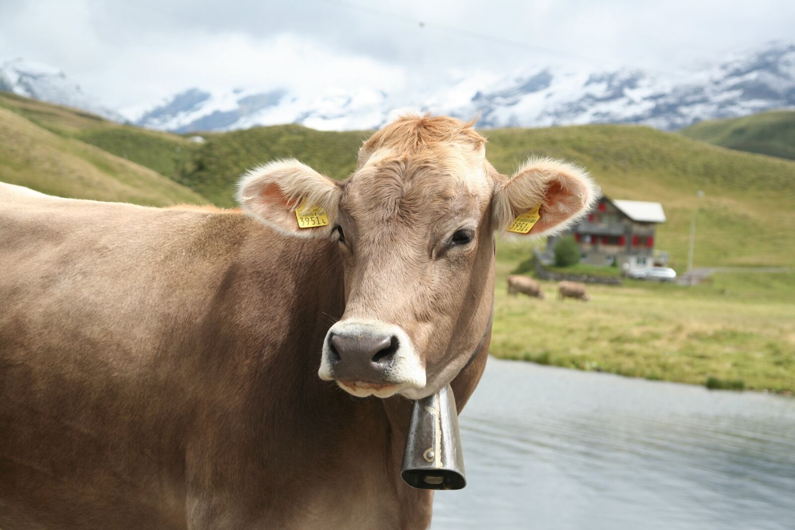 Canon EOS 350D (EOS Digital Rebel XT / EOS Kiss Digital N) sample photo. Cow, agriculture, rural photography