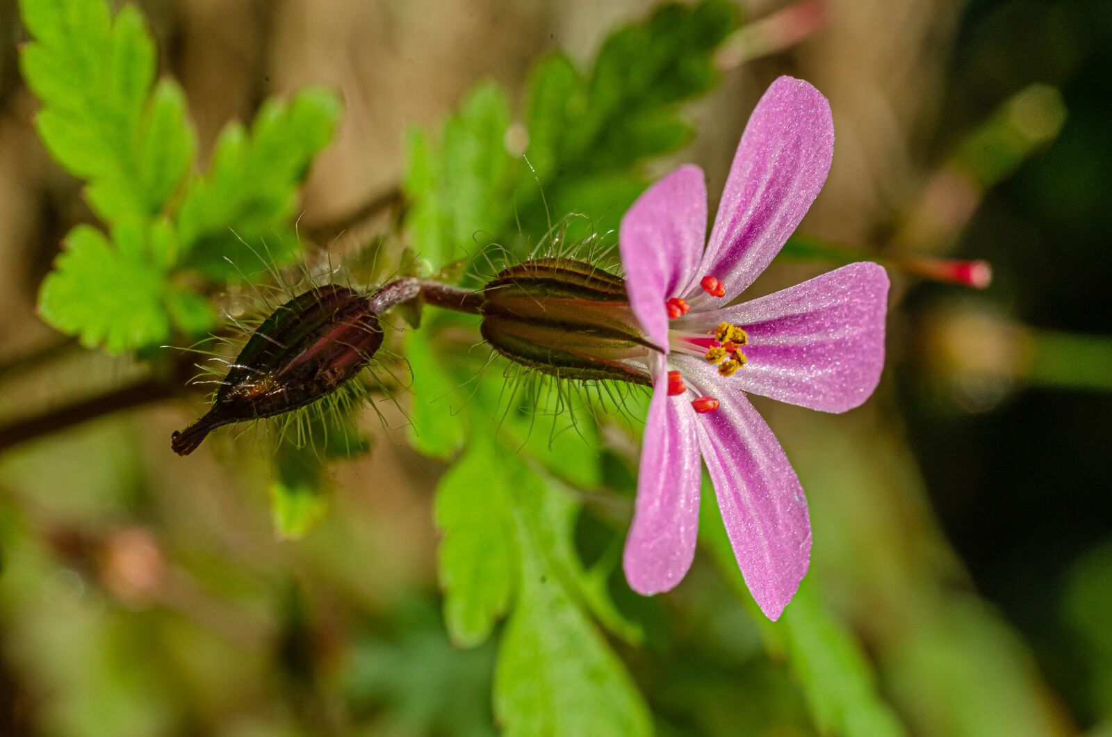 Nikon D7000 sample photo. Flower, close up, macro photography