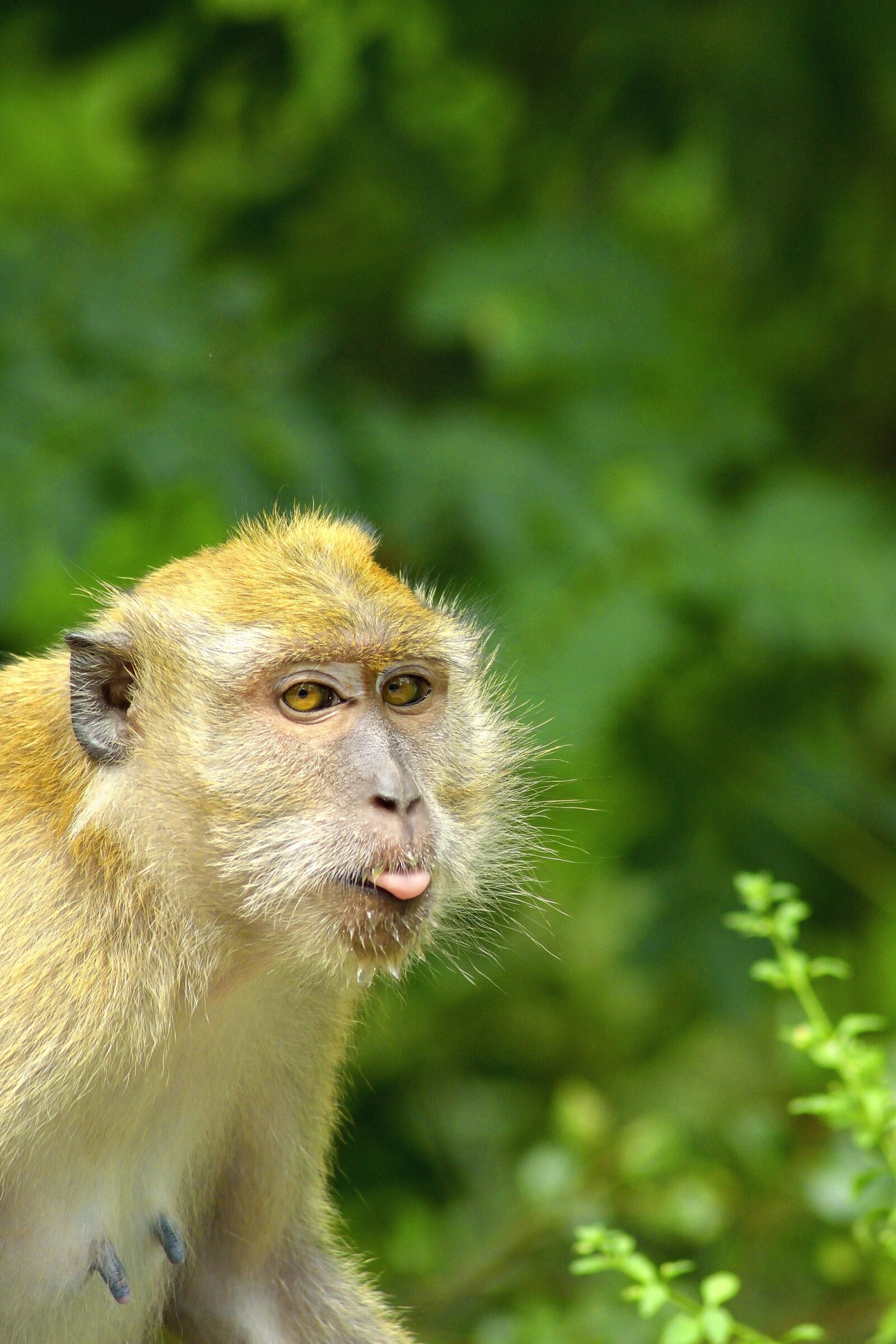 Nikon D5300 sample photo. Monkey, animal, love photography