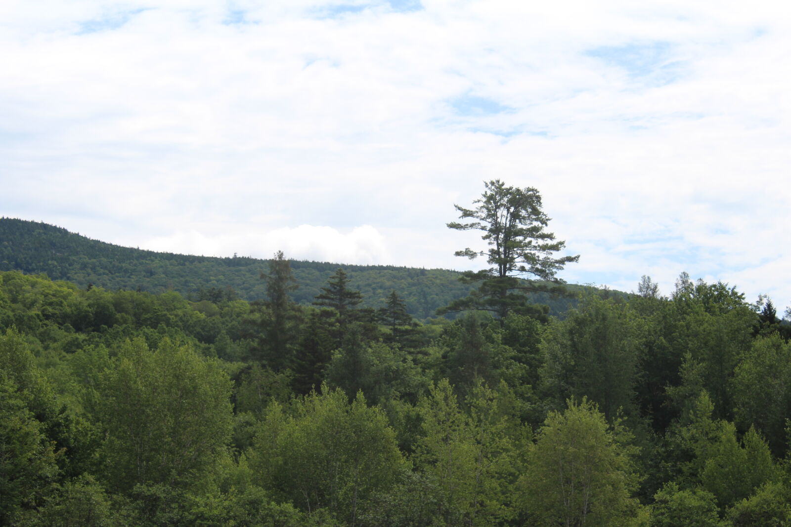 Canon EOS 1200D (EOS Rebel T5 / EOS Kiss X70 / EOS Hi) sample photo. Blue, sky, clouds, forest photography