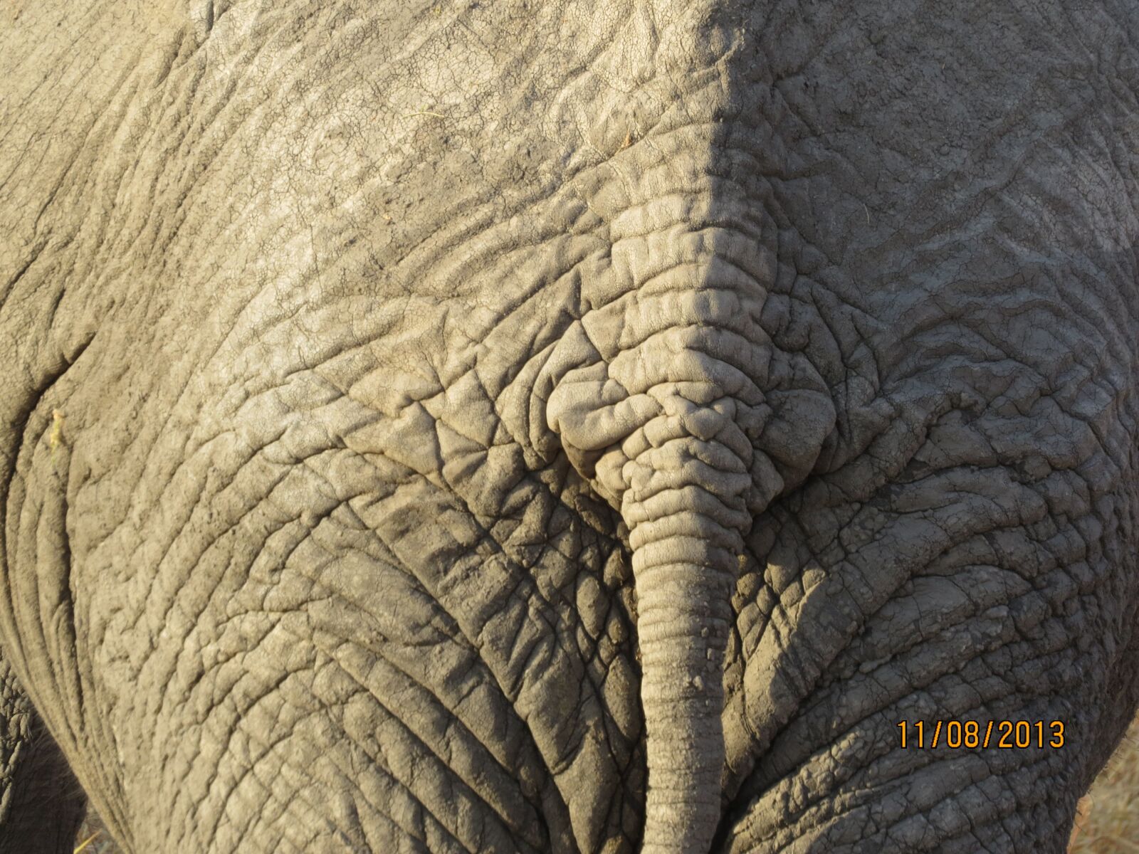 Canon PowerShot SX50 HS sample photo. Elephant, africa, tanzania photography