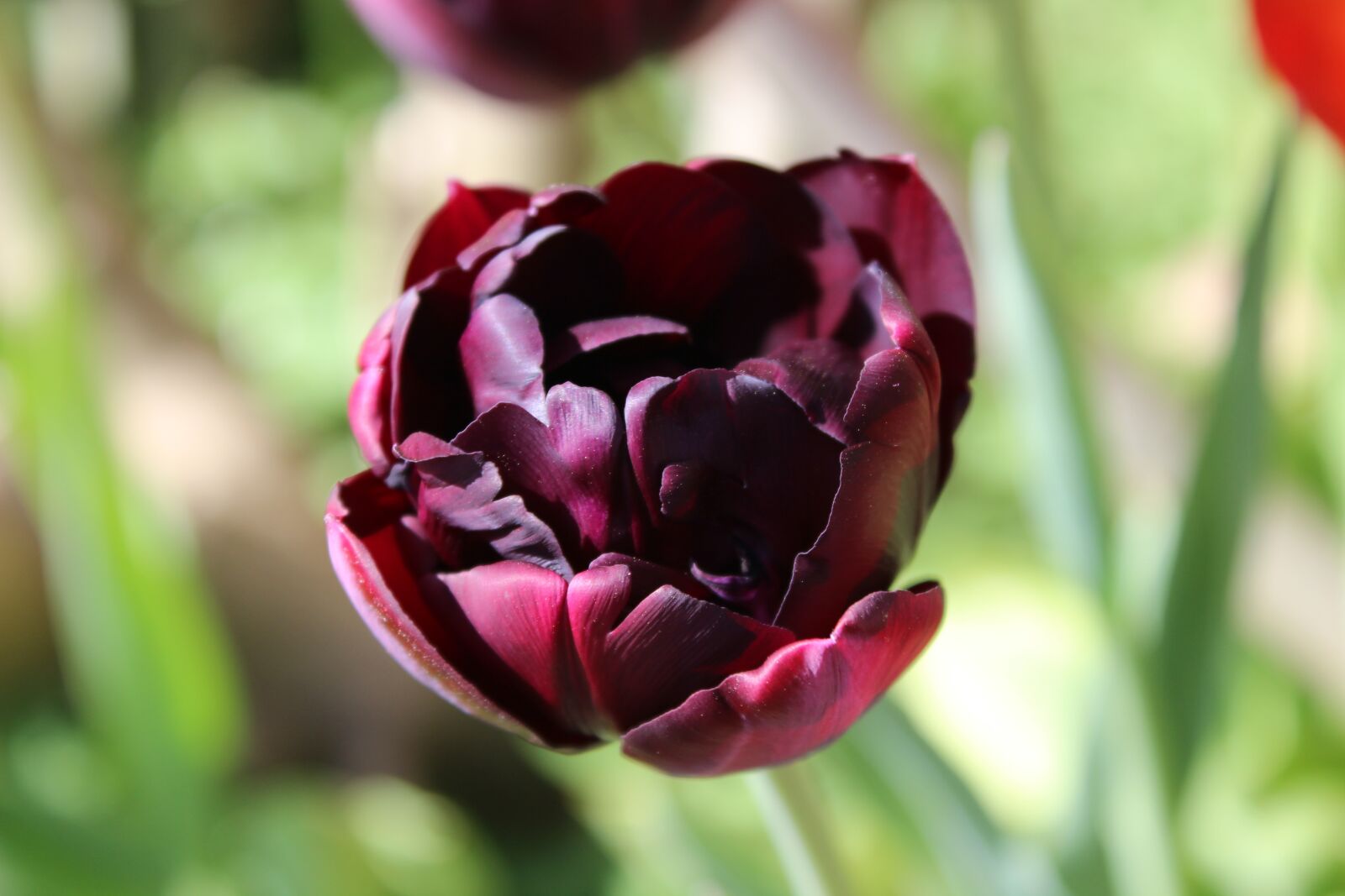 Canon EOS 600D (Rebel EOS T3i / EOS Kiss X5) sample photo. Tulip, dark purple, blossom photography