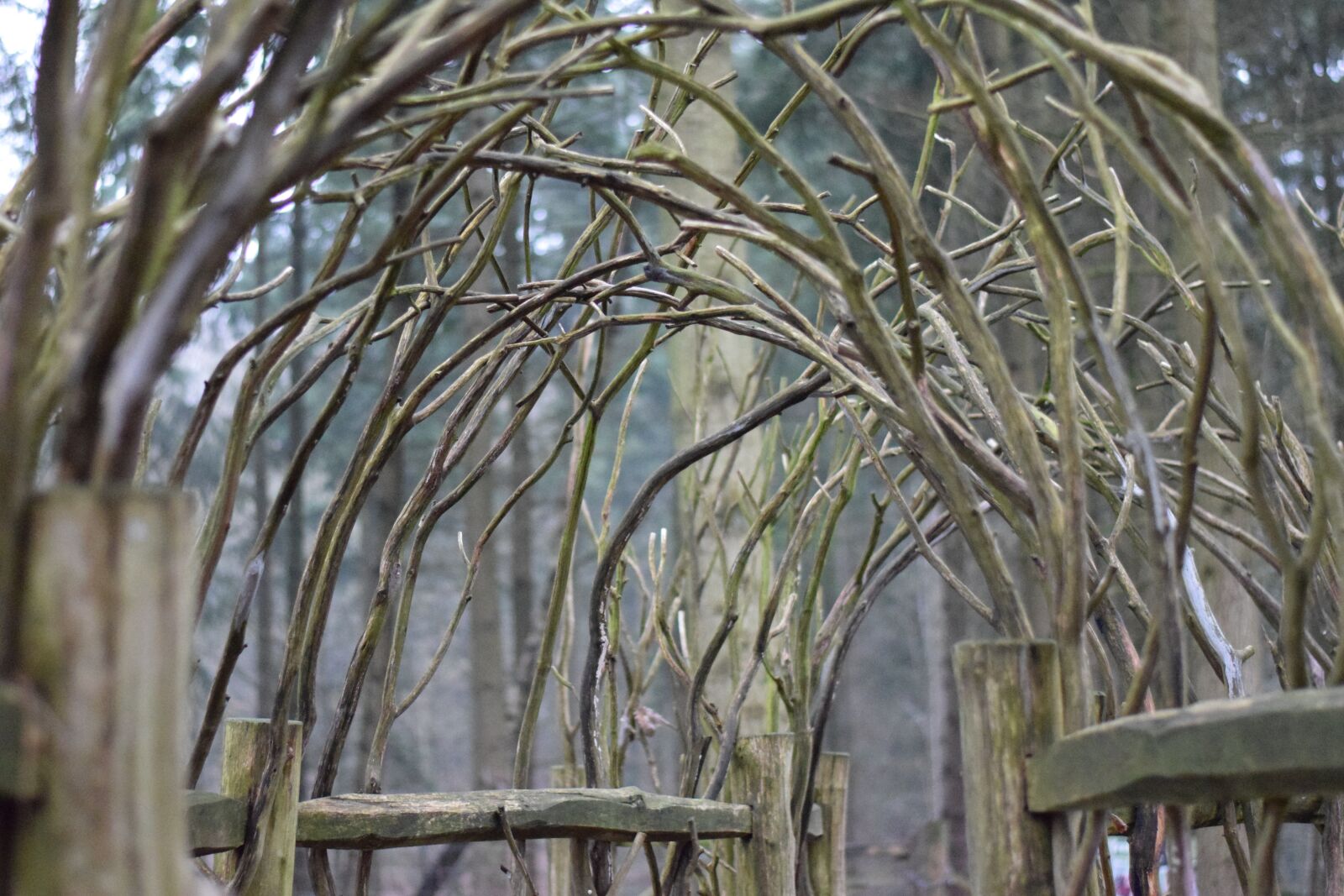 Nikon D5300 sample photo. Woods, trees, forest photography