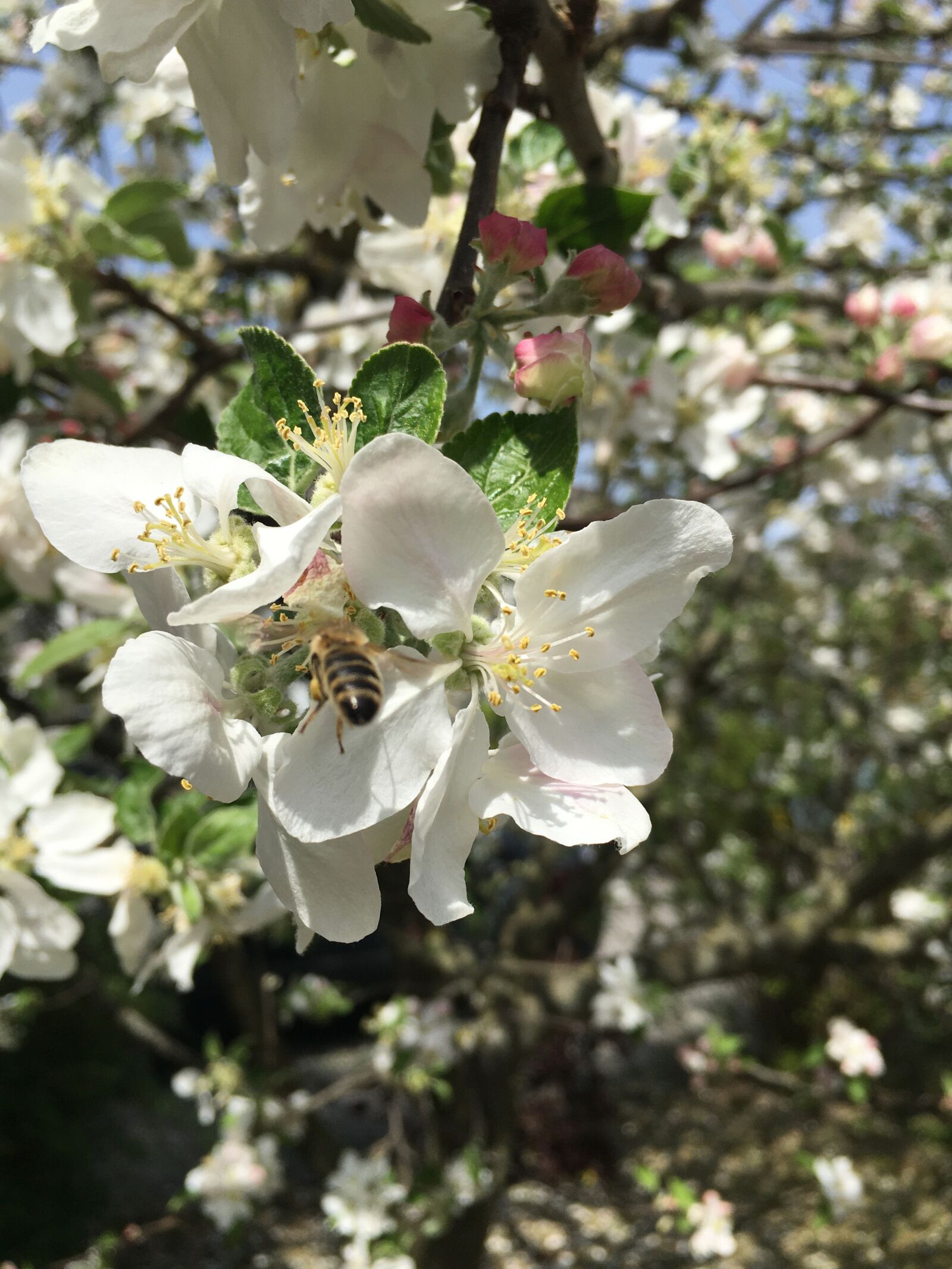 iPhone 6s Plus back camera 4.15mm f/2.2 sample photo. Spring flower, blossom, white photography