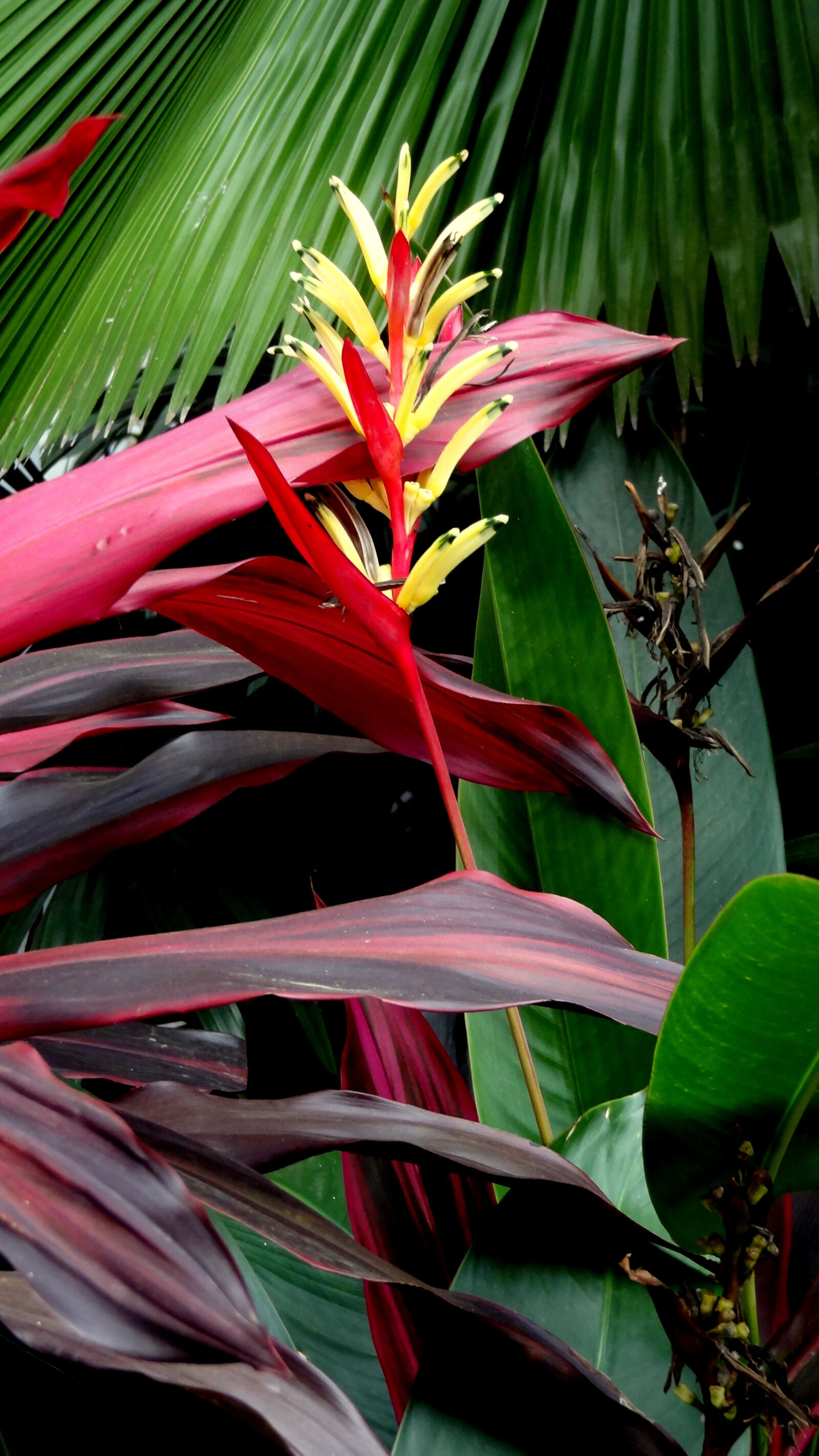 Sony Cyber-shot DSC-HX9V sample photo. Flowers photography