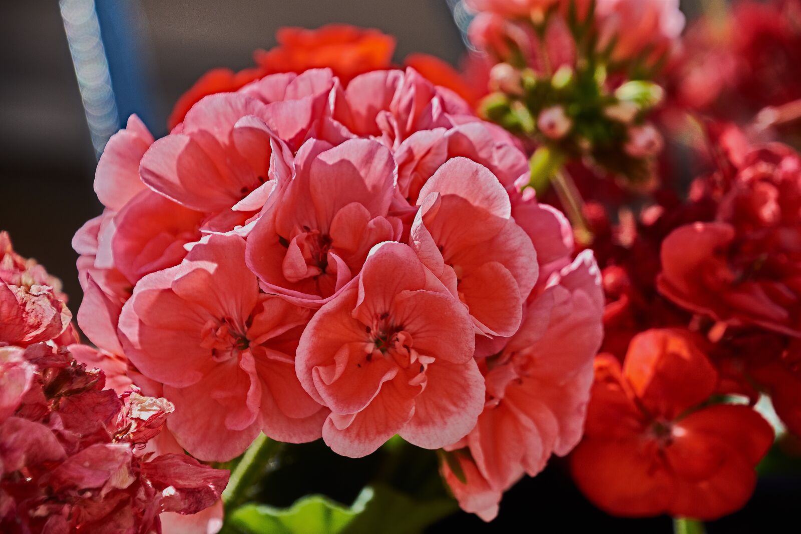 Nikon D7200 sample photo. Flower, garden, red photography