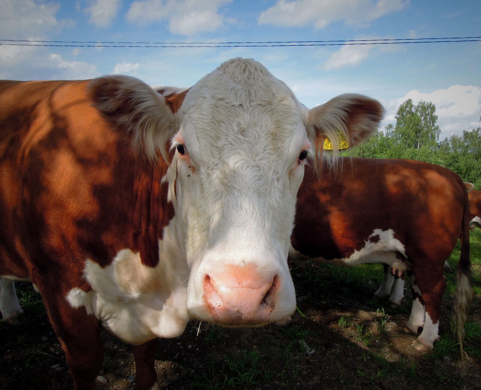 Nikon Coolpix P300 sample photo. The cow, look, animal photography