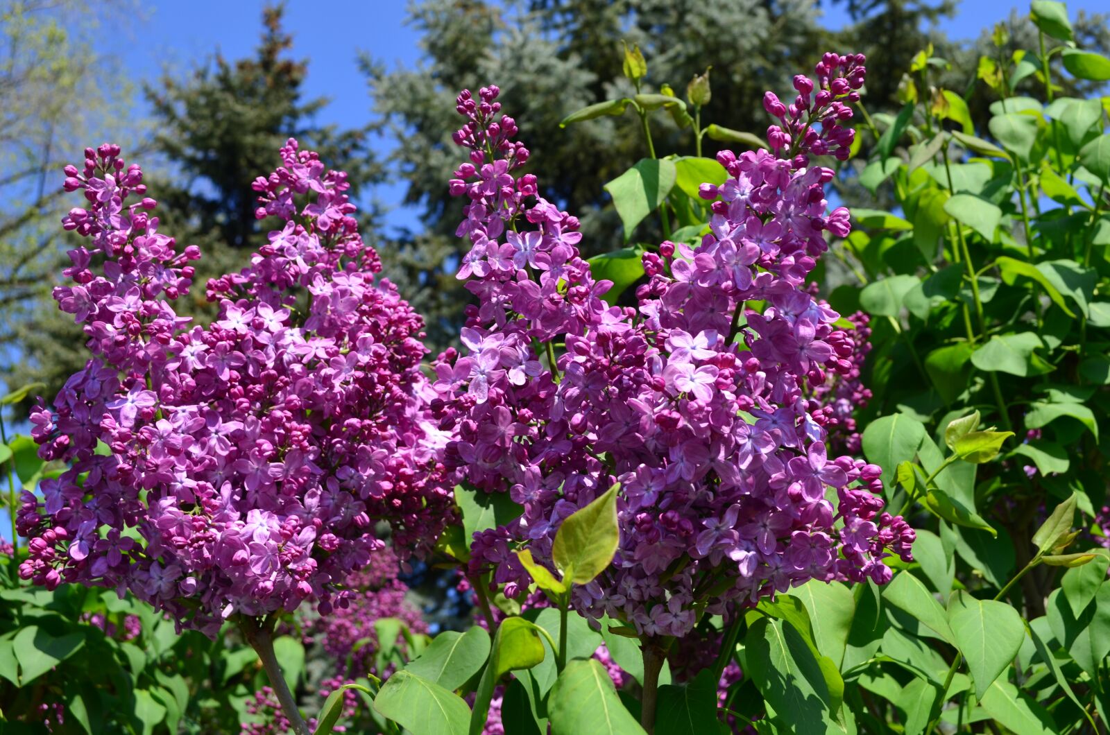 Nikon D5100 sample photo. Flowers, spring, flora photography