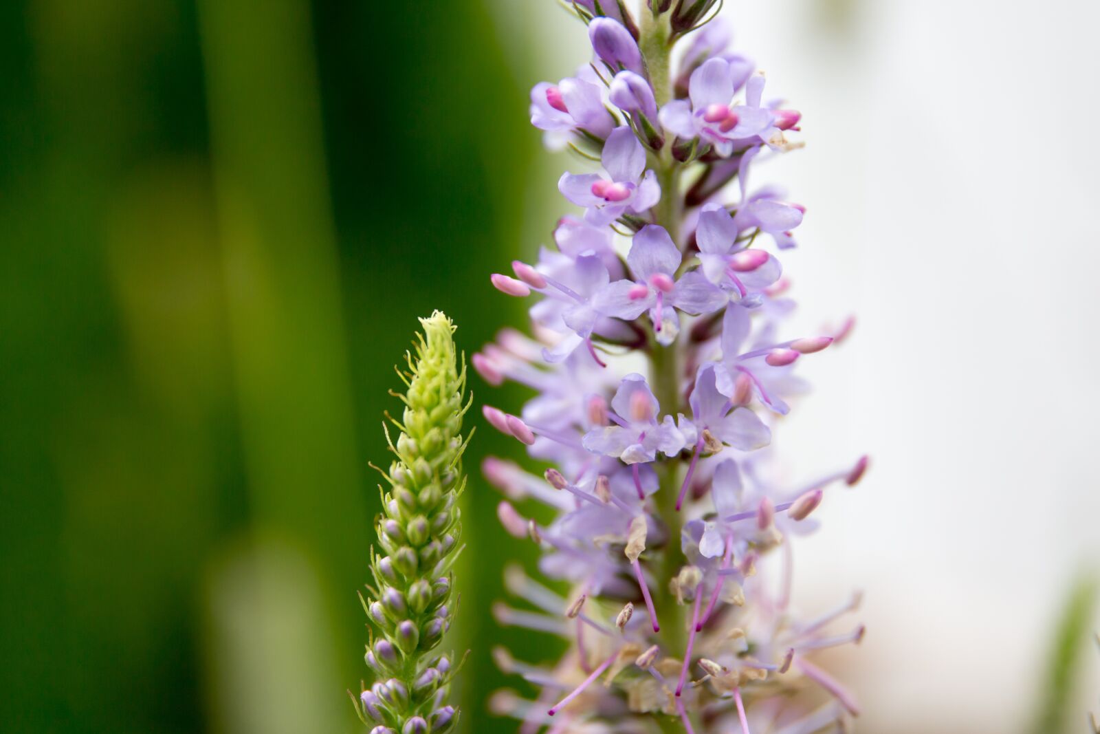 Canon EF 24-70mm F4L IS USM sample photo. Summer, nature, flowers photography